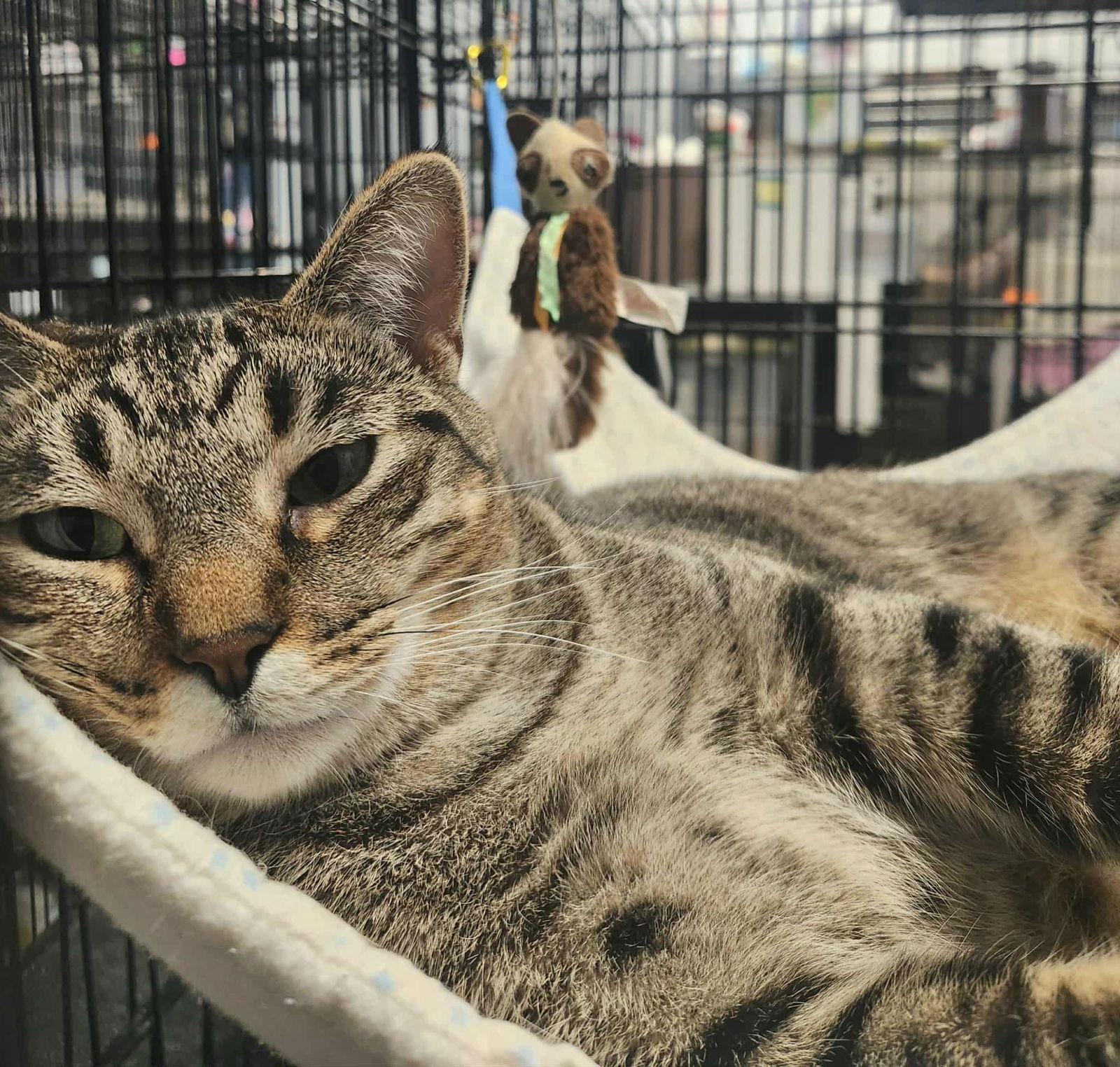 Enlarge Moira, a Adoptable Domestic Short Hair in Detroit Lakes, MN image 2/3