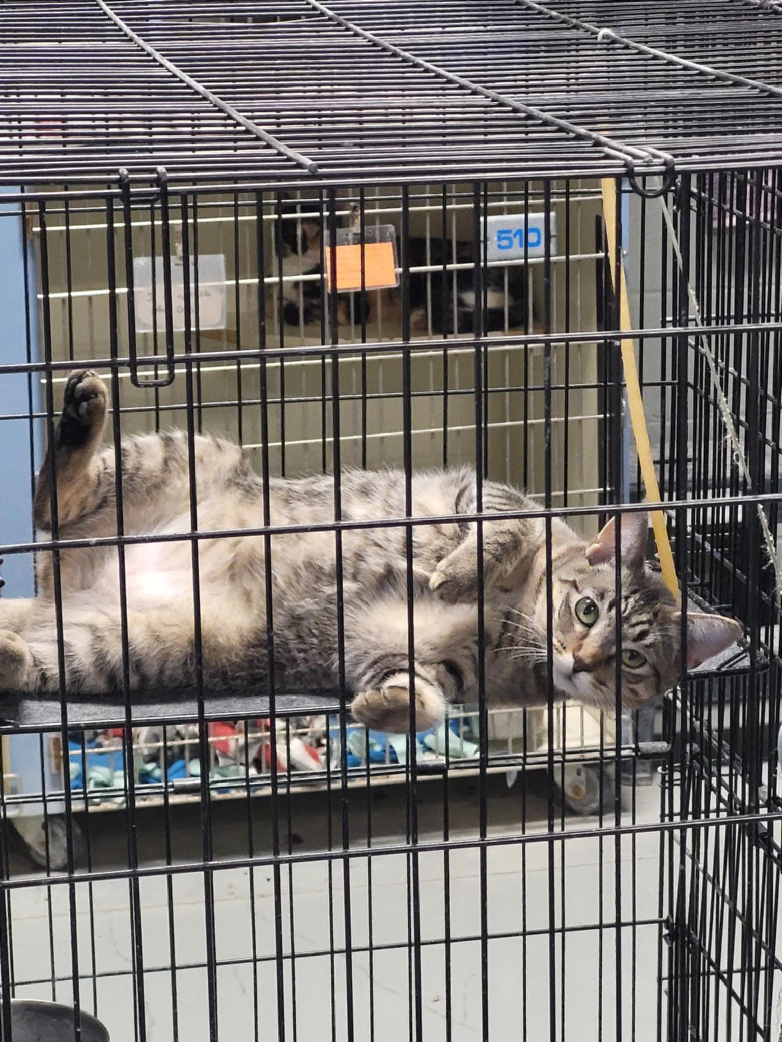 Enlarge Moira, a Adoptable Domestic Short Hair in Detroit Lakes, MN image 3/3