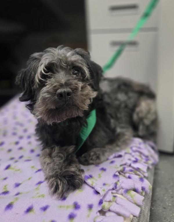 Pen C Sterling thumbnail 3