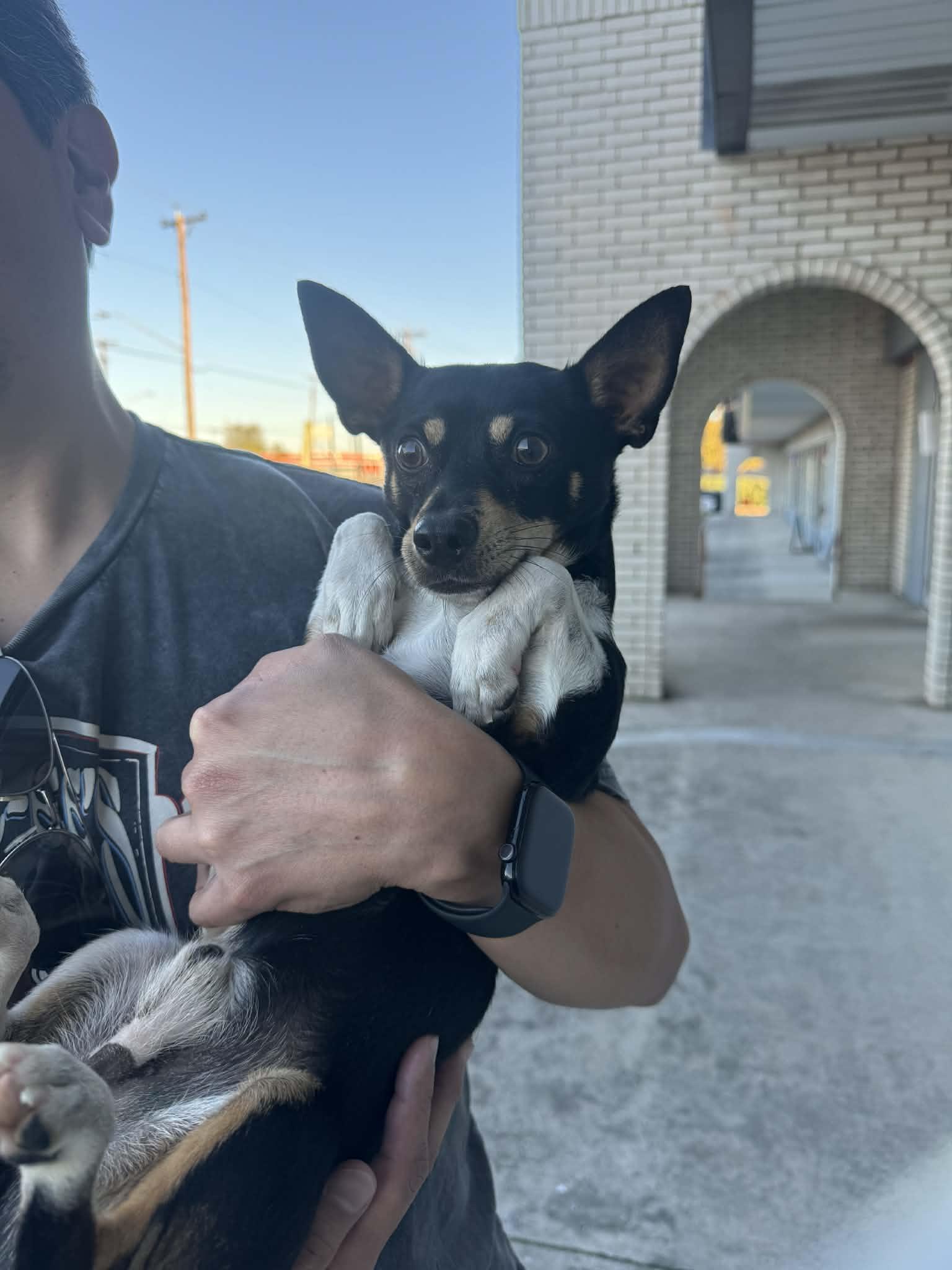 Carlos, Adopted, Young Male Chihuahua.