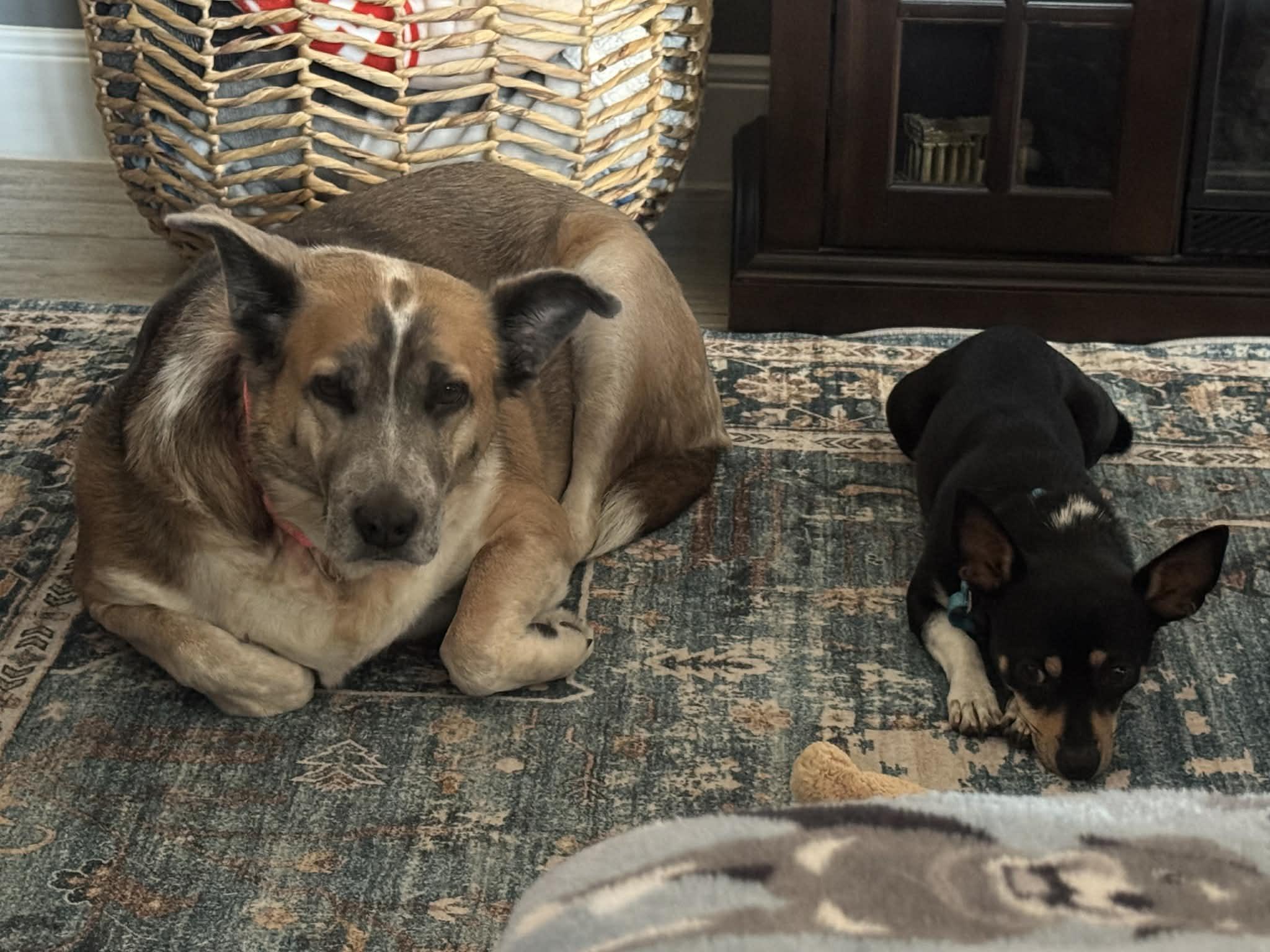 Enlarge Carlos, a Adopted Chihuahua in St. Louis , MO image 2/6