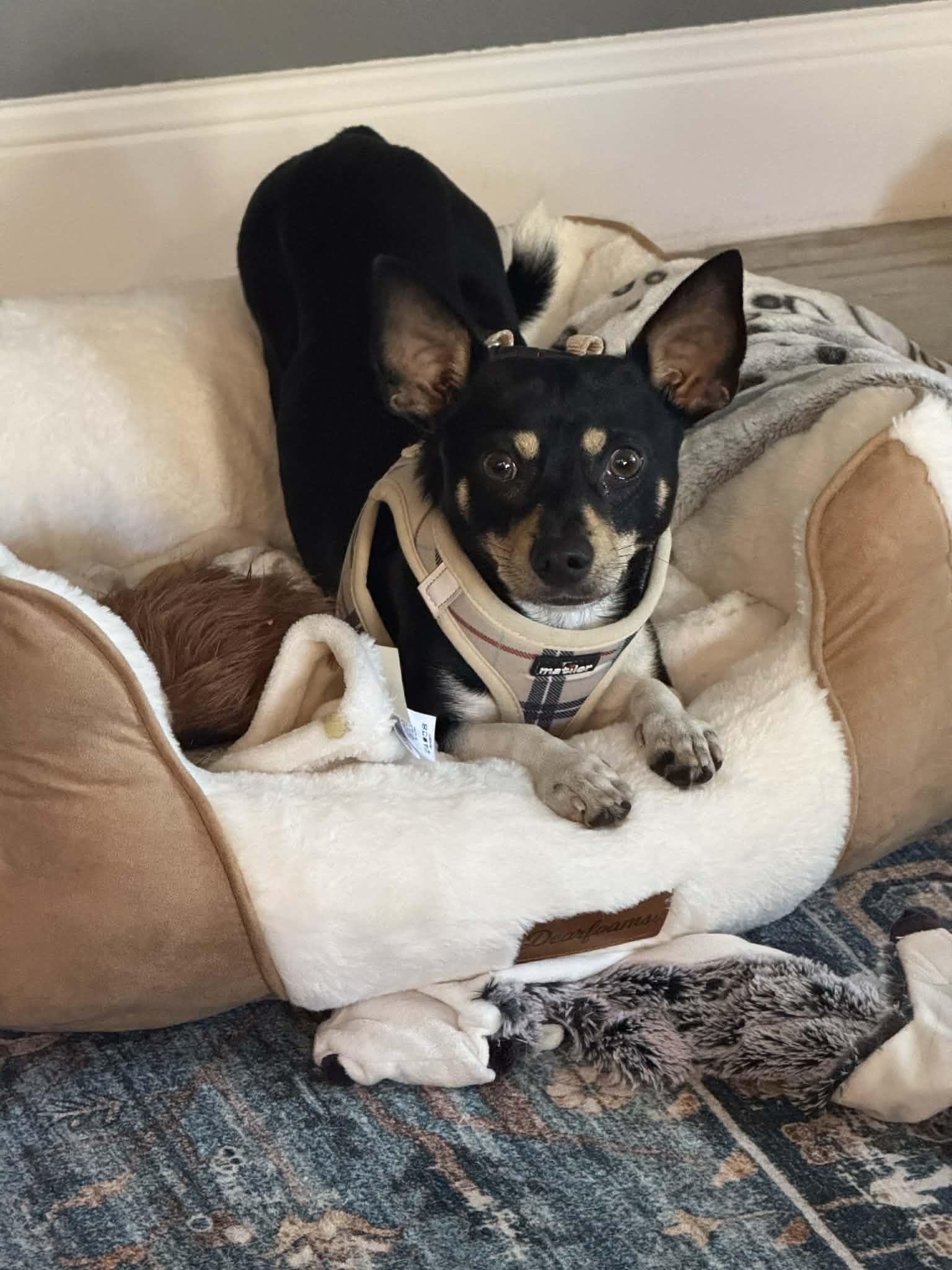 Enlarge Carlos, a Adopted Chihuahua in St. Louis , MO image 5/6