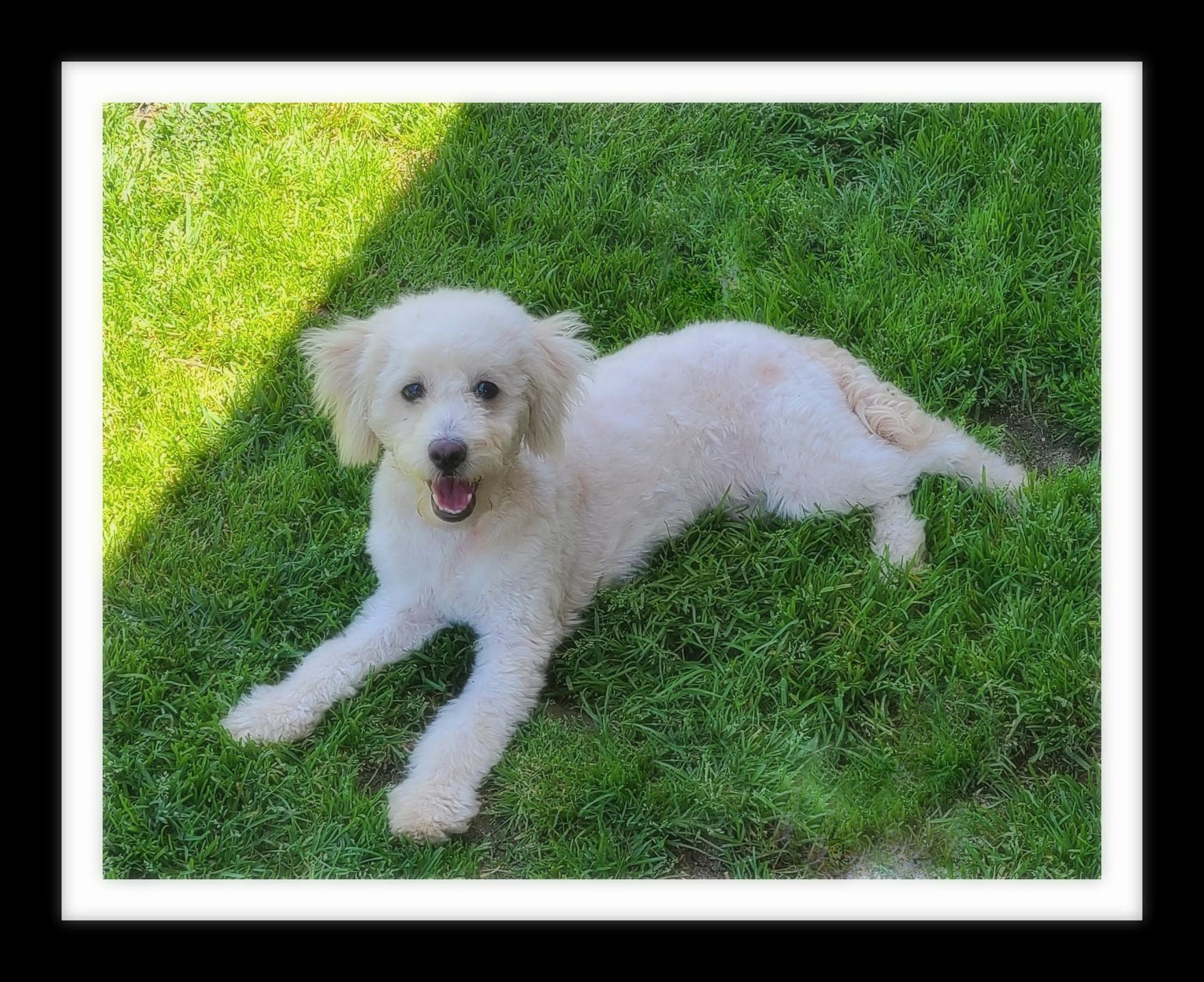 Enlarge ELSA (PLEASE submit an application @ southernstaranimalrescue.org), a Adopted Miniature Poodle in Winchester, CA image 1/2