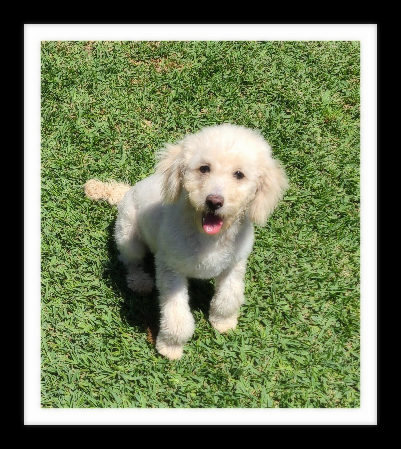 Enlarge ELSA (PLEASE submit an application @ southernstaranimalrescue.org), a Adopted Miniature Poodle in Winchester, CA image 2/2
