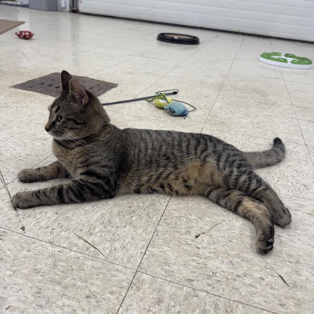 Enlarge Cookie, a Adoptable Domestic Short Hair in Orono, MN image 4/6