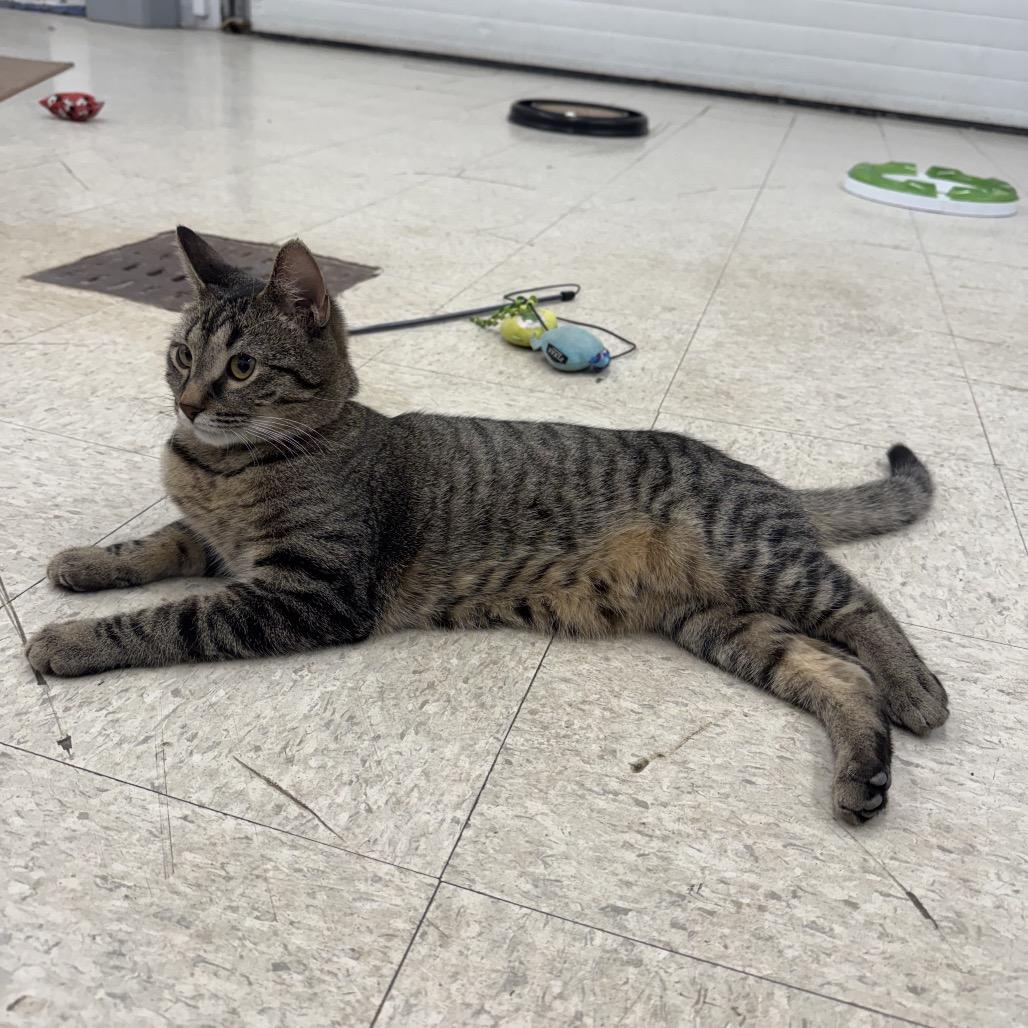 Enlarge Cookie, a Adoptable Domestic Short Hair in Orono, MN image 5/6