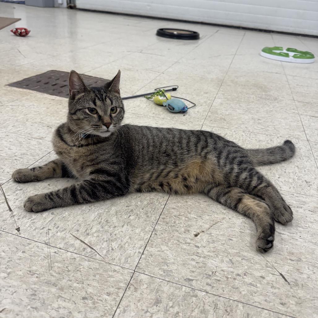 Enlarge Cookie, a Adoptable Domestic Short Hair in Orono, MN image 3/6