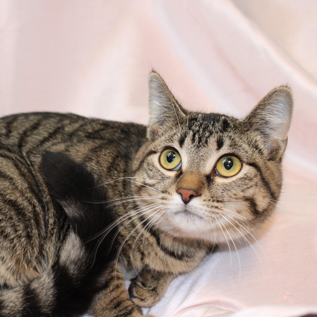 Enlarge Cookie, a Adoptable Domestic Short Hair in Orono, MN image 6/6