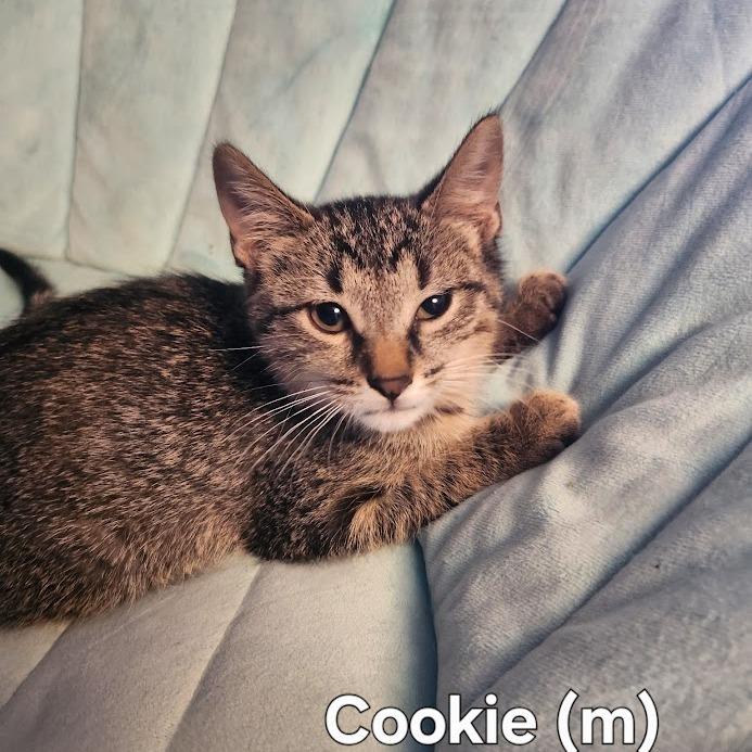 Enlarge Cookie, a Adoptable Domestic Short Hair in Orono, MN image 2/6