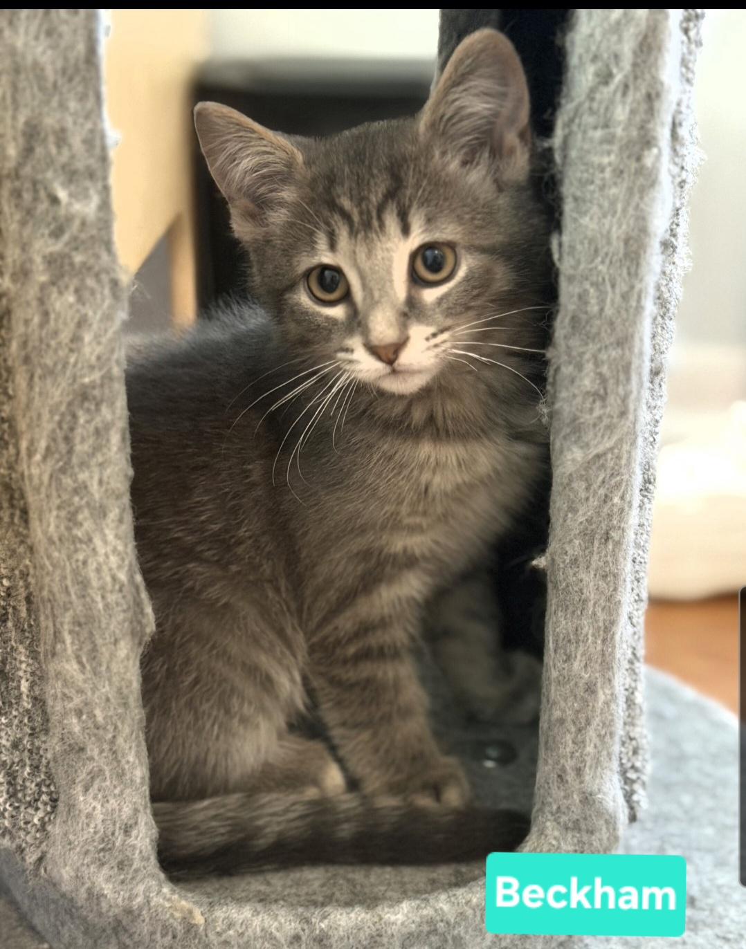 Enlarge Beckham (Siblings are Kane, Ronaldo, Kova & Haaland), a Adoptable Domestic Short Hair in Brighton, MI image 4/6