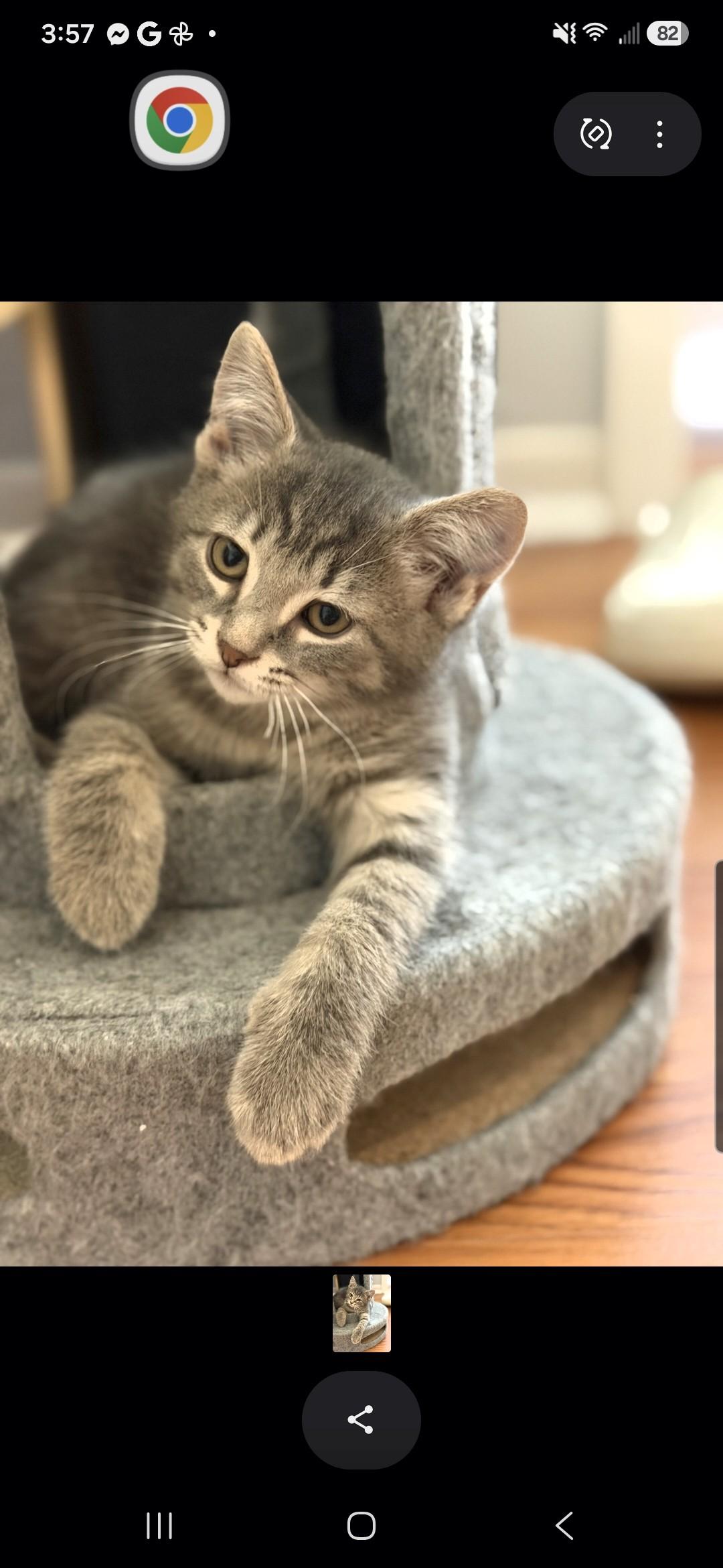 Enlarge Beckham (Siblings are Kane, Ronaldo, Kova & Haaland), a Adoptable Domestic Short Hair in Brighton, MI image 5/6
