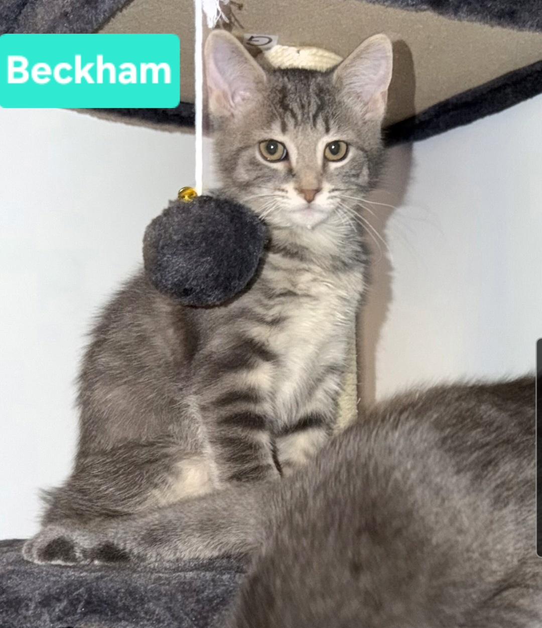 Enlarge Beckham (Siblings are Kane, Ronaldo, Kova & Haaland), a Adoptable Domestic Short Hair in Brighton, MI image 2/6