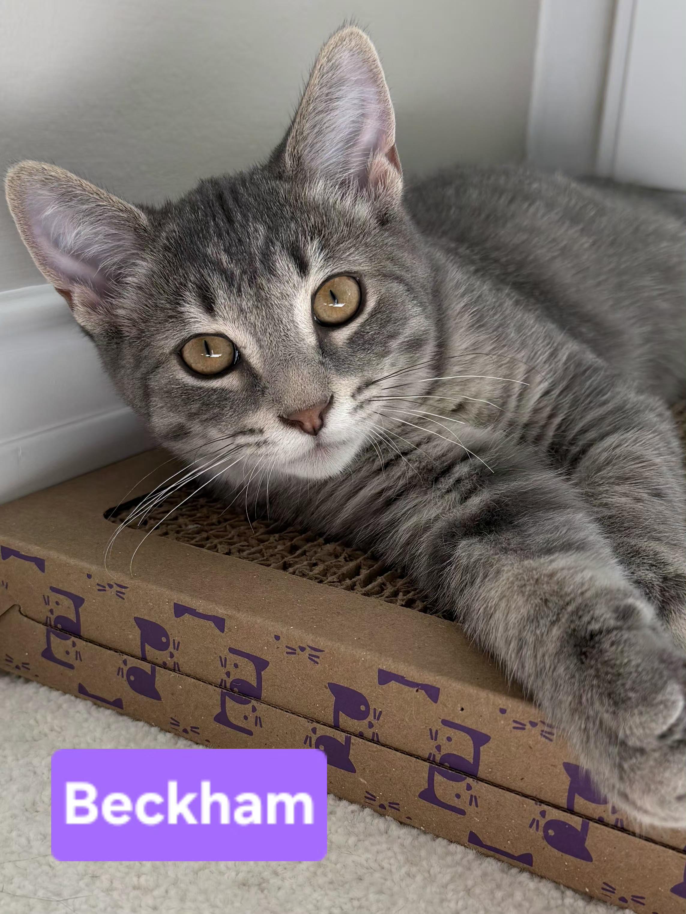 Beckham (Siblings are Kane, Ronaldo, Kova & Haaland), Adoptable, Kitten Male Domestic Short Hair.