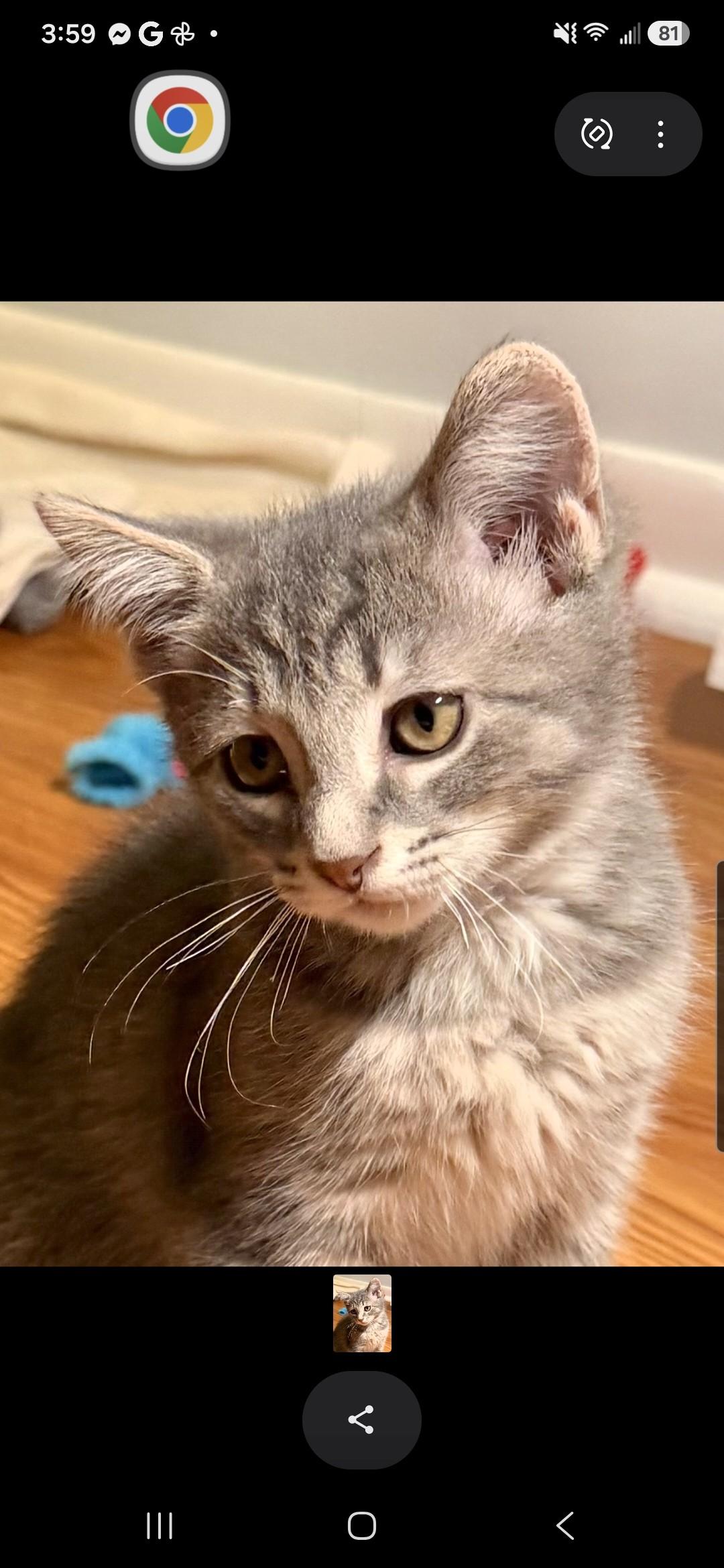 Enlarge Beckham (Siblings are Kane, Ronaldo, Kova & Haaland), a Adoptable Domestic Short Hair in Brighton, MI image 3/6