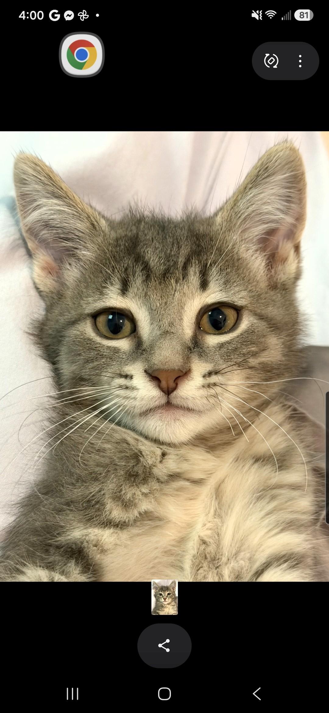 Enlarge Beckham (Siblings are Kane, Ronaldo, Kova & Haaland), a Adoptable Domestic Short Hair in Brighton, MI image 6/6