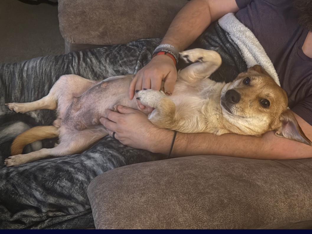 Marge: The Simpson's Litter