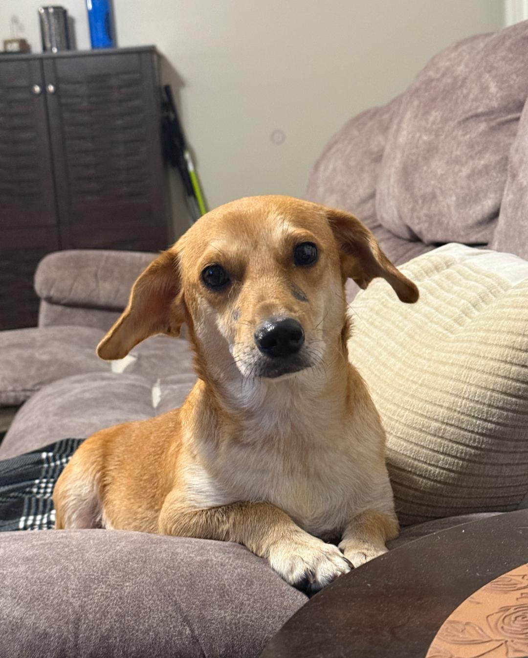 Marge: The Simpson's Litter thumbnail 5