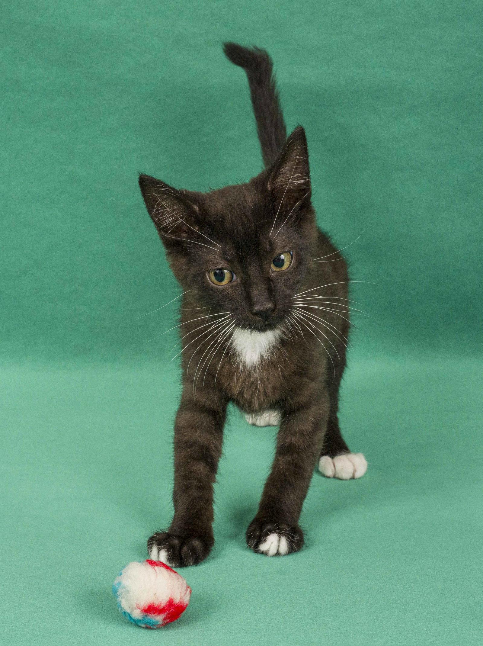 Enlarge Tippity, a Adopted Domestic Medium Hair in Davis, CA image 1/3