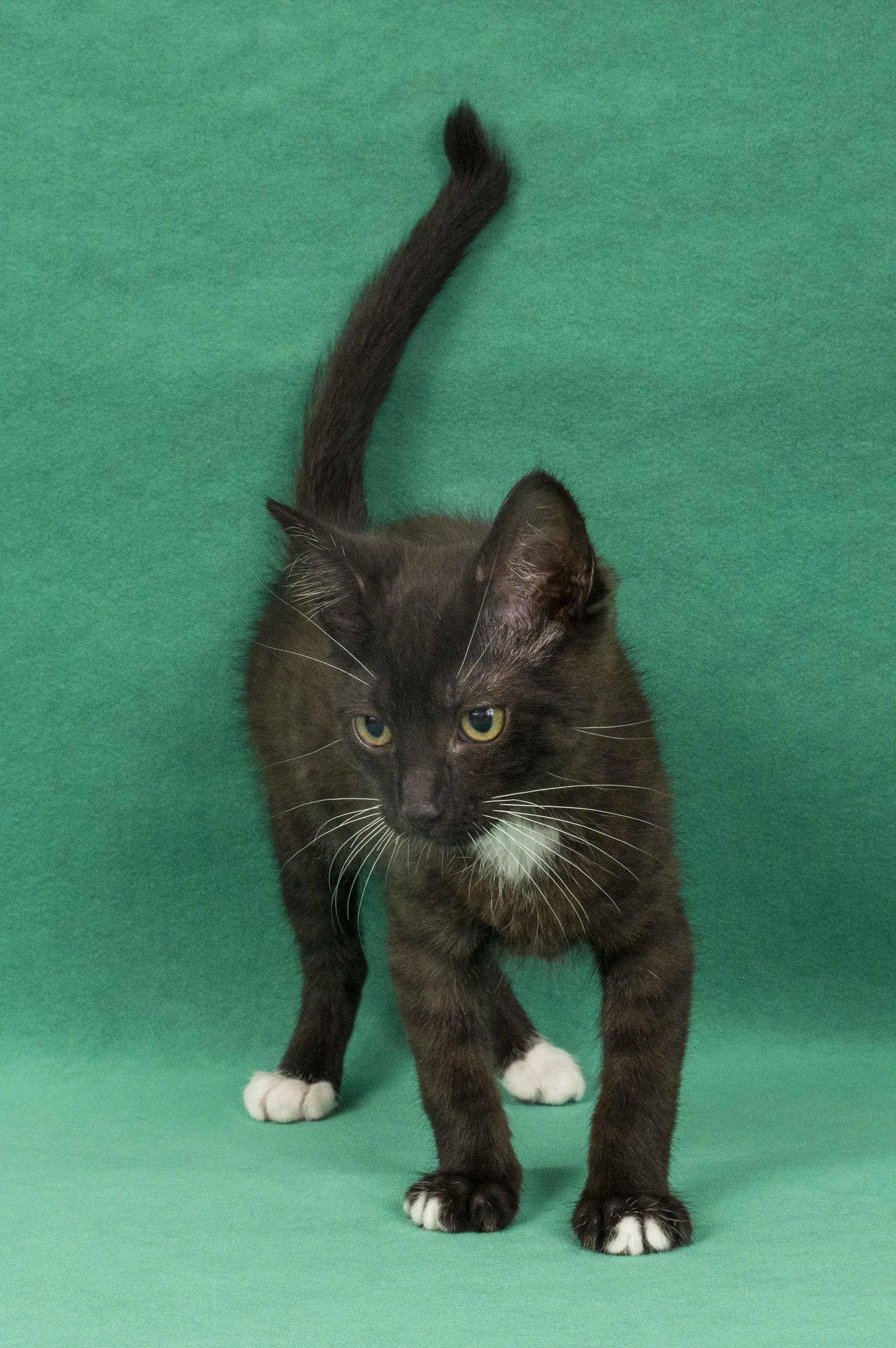 Enlarge Tippity, a Adopted Domestic Medium Hair in Davis, CA image 2/3
