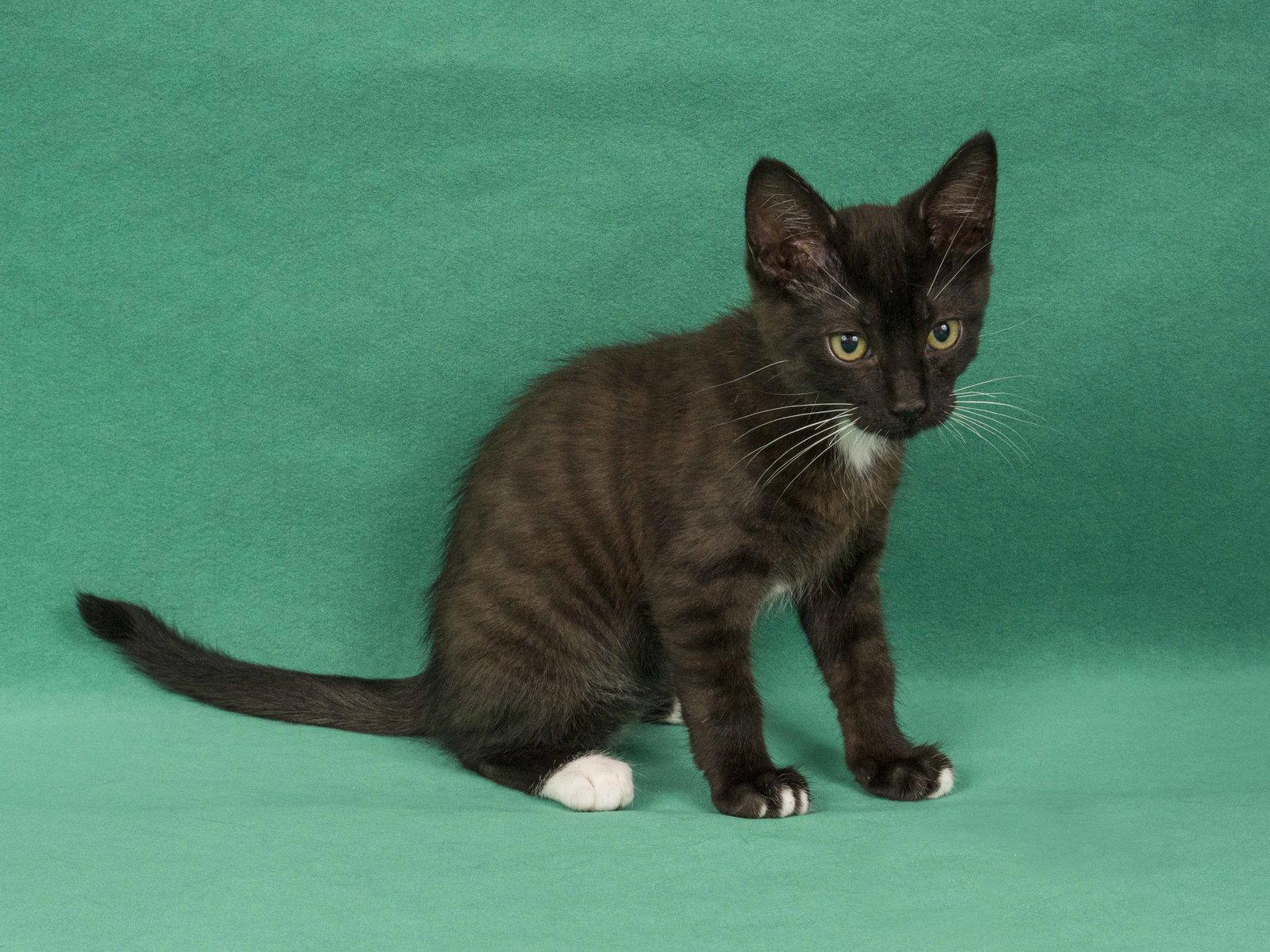 Enlarge Tippity, a Adopted Domestic Medium Hair in Davis, CA image 3/3