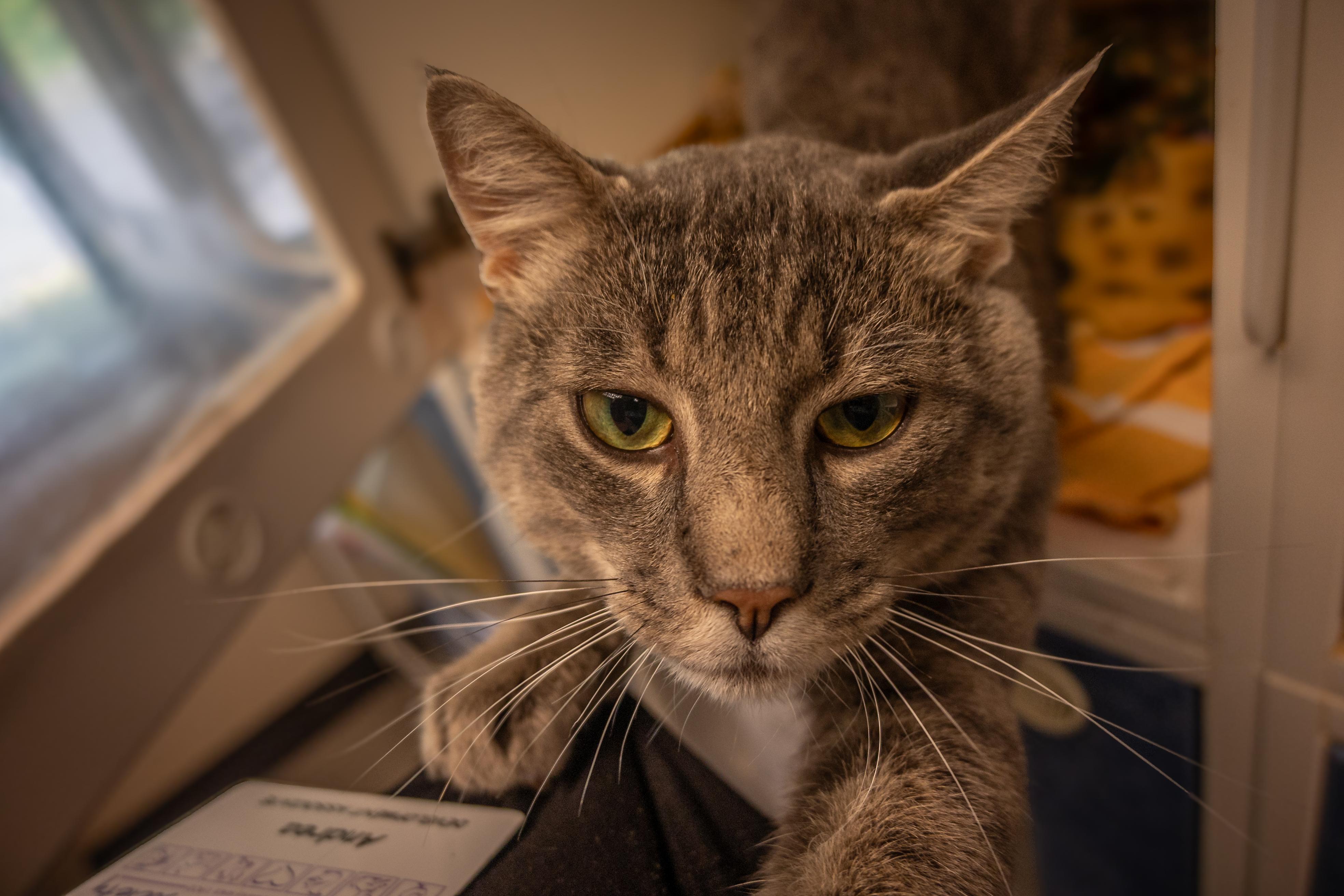 Enlarge Anchovy, a ADOPTABLE Domestic Short Hair in Bellingham, WA image 4/6