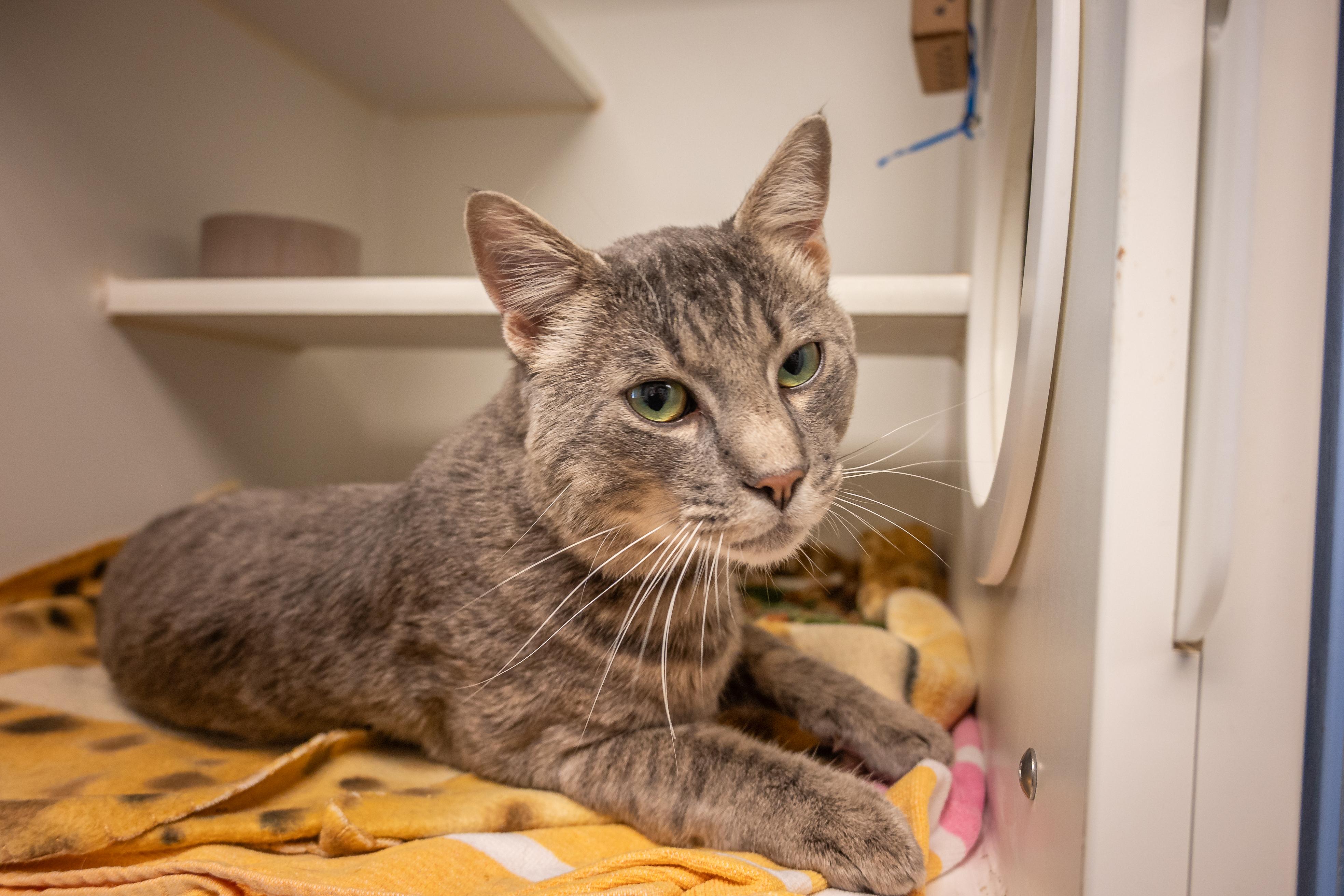 Enlarge Anchovy, a ADOPTABLE Domestic Short Hair in Bellingham, WA image 6/6