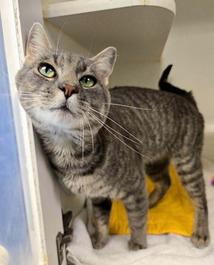 Enlarge Anchovy, a ADOPTABLE Domestic Short Hair in Bellingham, WA image 2/6