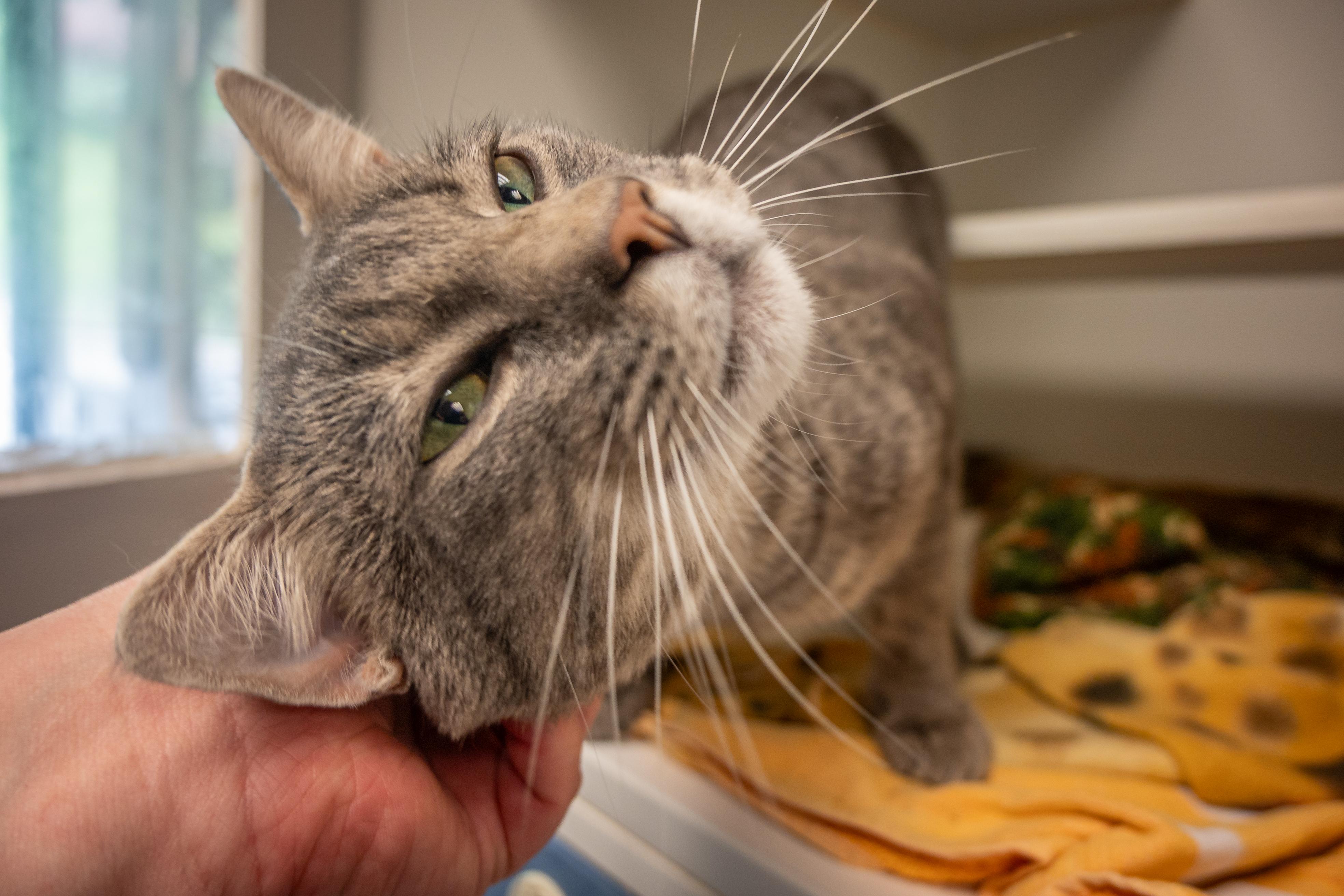 Enlarge Anchovy, a ADOPTABLE Domestic Short Hair in Bellingham, WA image 5/6