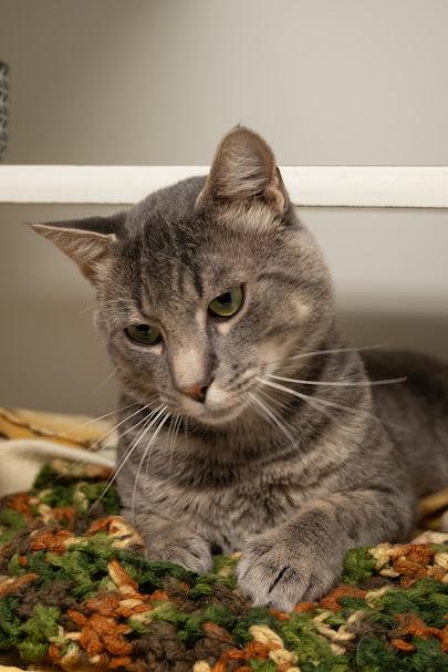 Enlarge Anchovy, a ADOPTABLE Domestic Short Hair in Bellingham, WA image 3/6