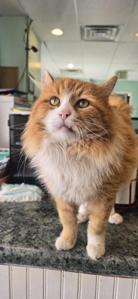 Chicken, Adoptable, Adult Male Domestic Long Hair.