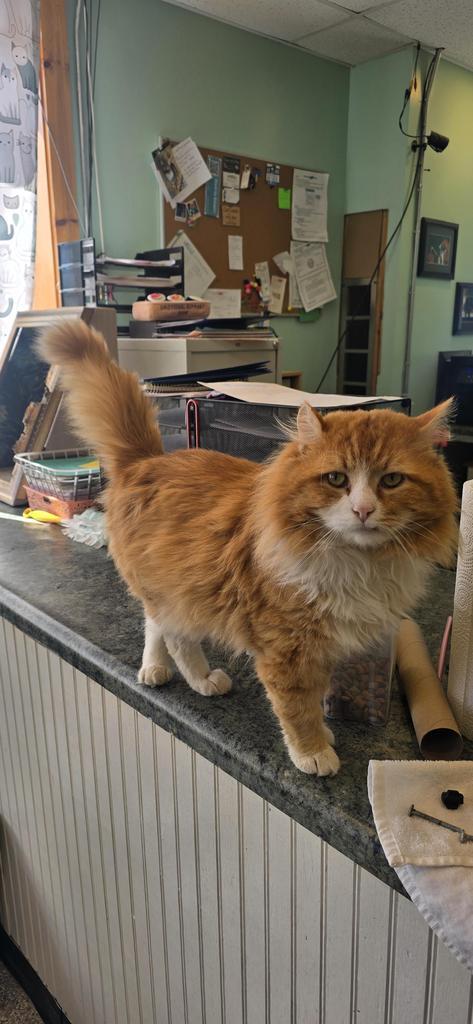 Chicken, a Adoptable mixed breed in Athens, OH image 2/2