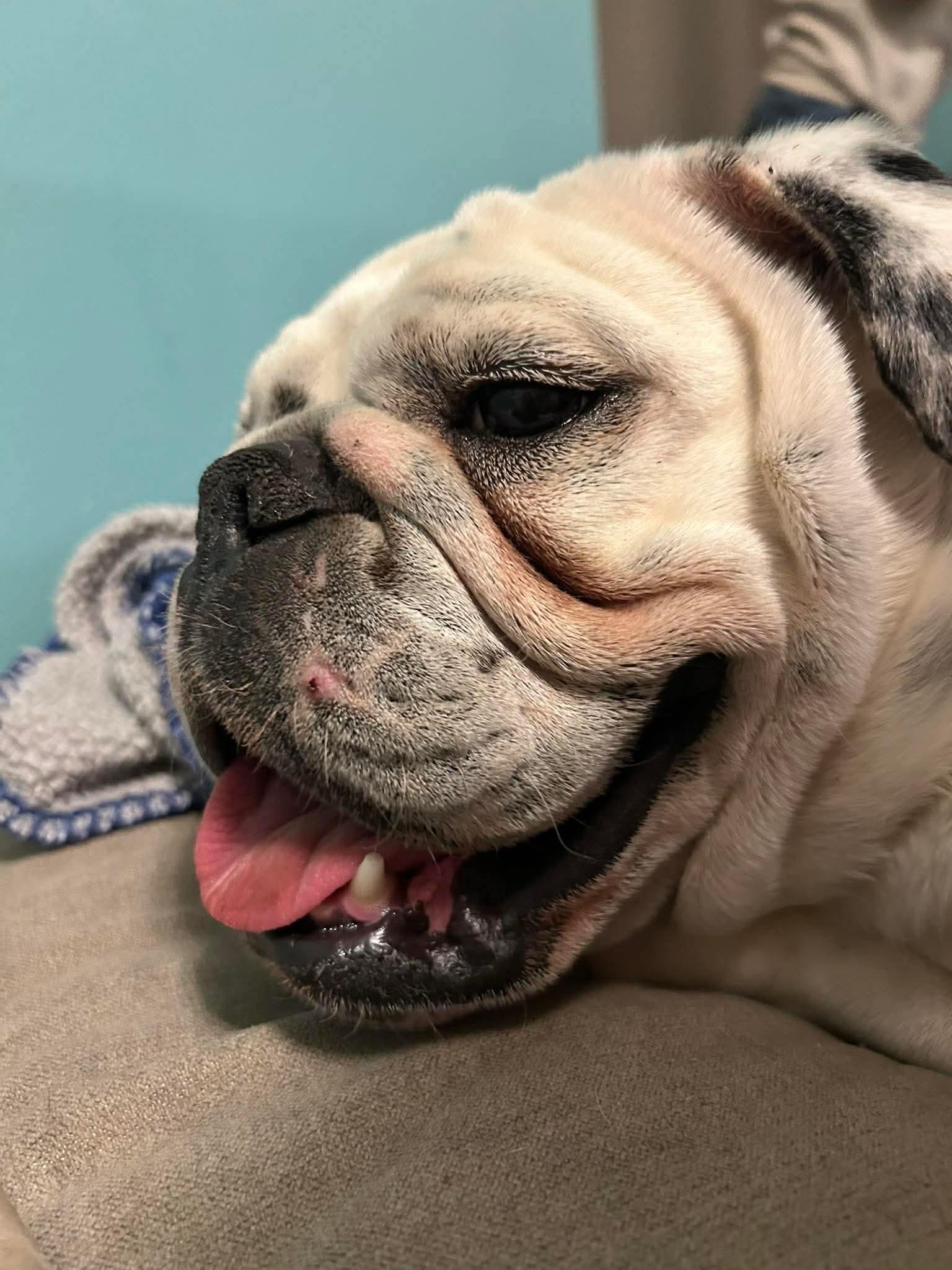 Blossom, Adoptable, Young Female American Bulldog.