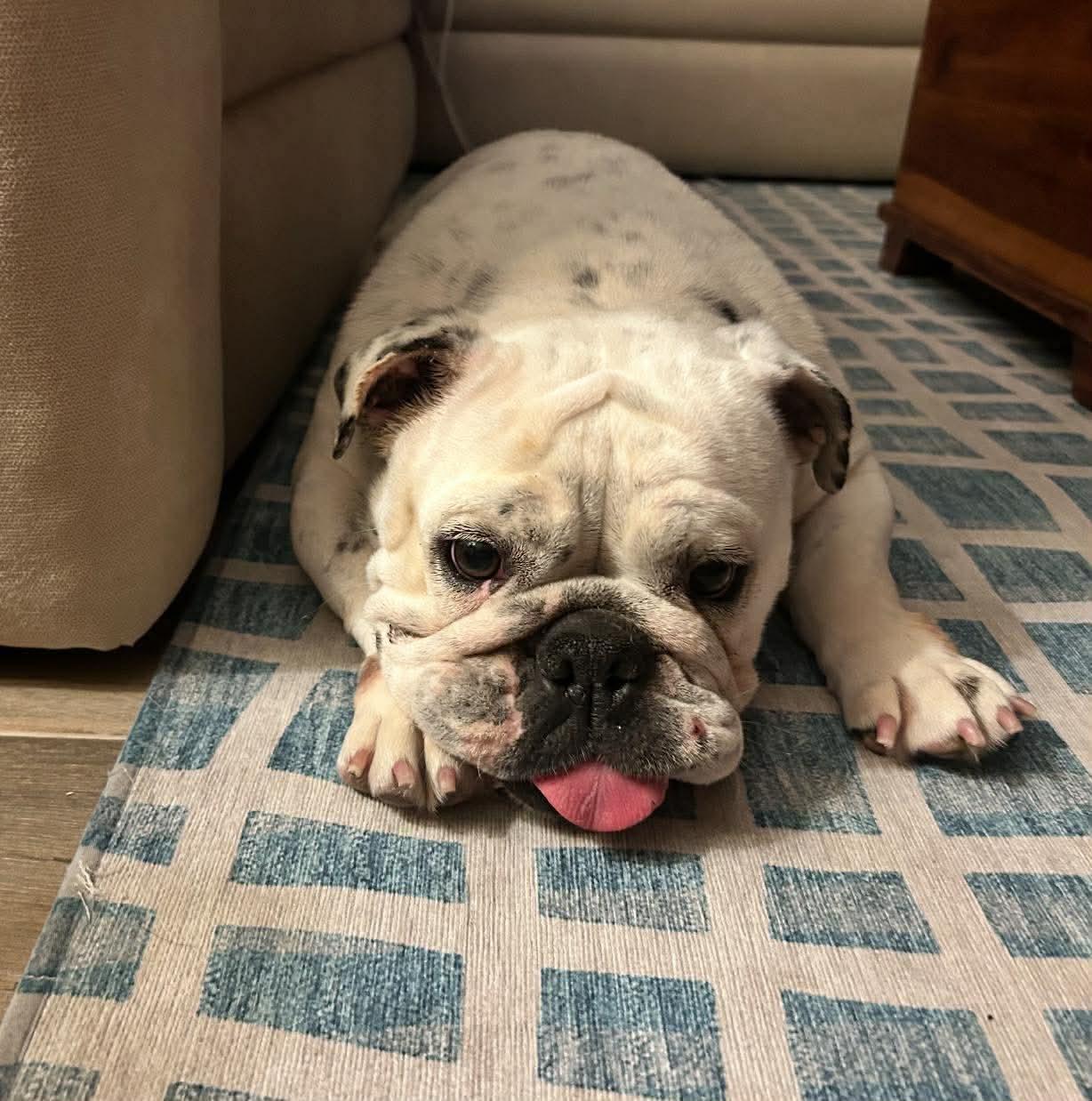 Enlarge Blossom, a Adoptable American Bulldog in Orange, CA image 2/3