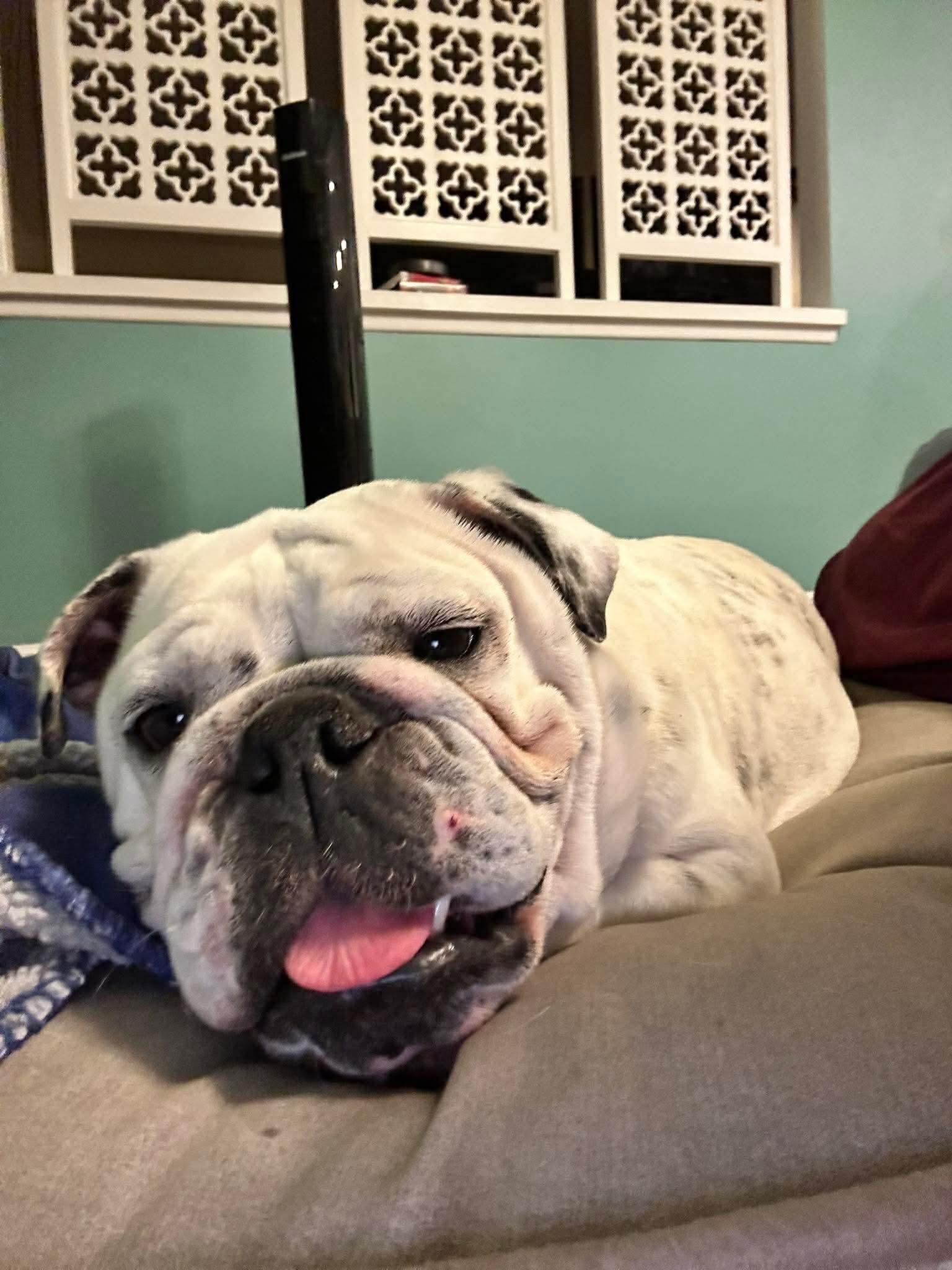 Enlarge Blossom, a Adoptable American Bulldog in Orange, CA image 3/3