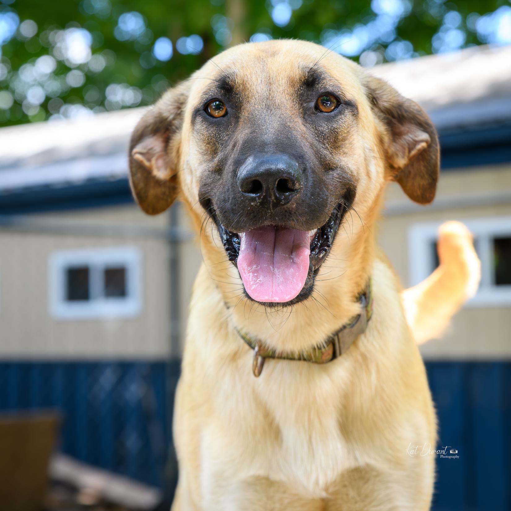 Freedom, Adoptable, Adult Male Belgian Shepherd / Malinois & Coonhound.
