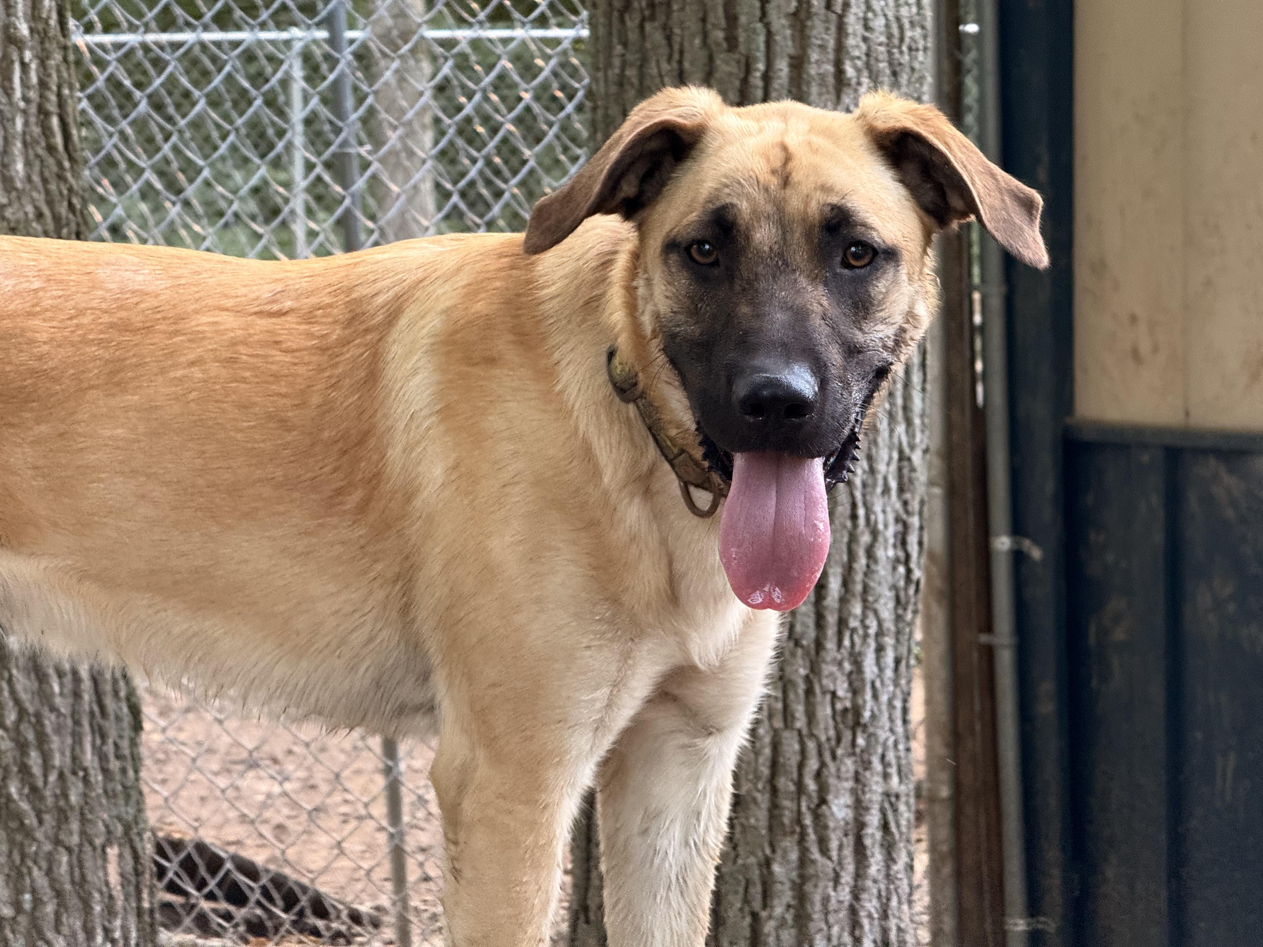 Freedom, a Adoptable mixed breed in Addison, ON image 3/6