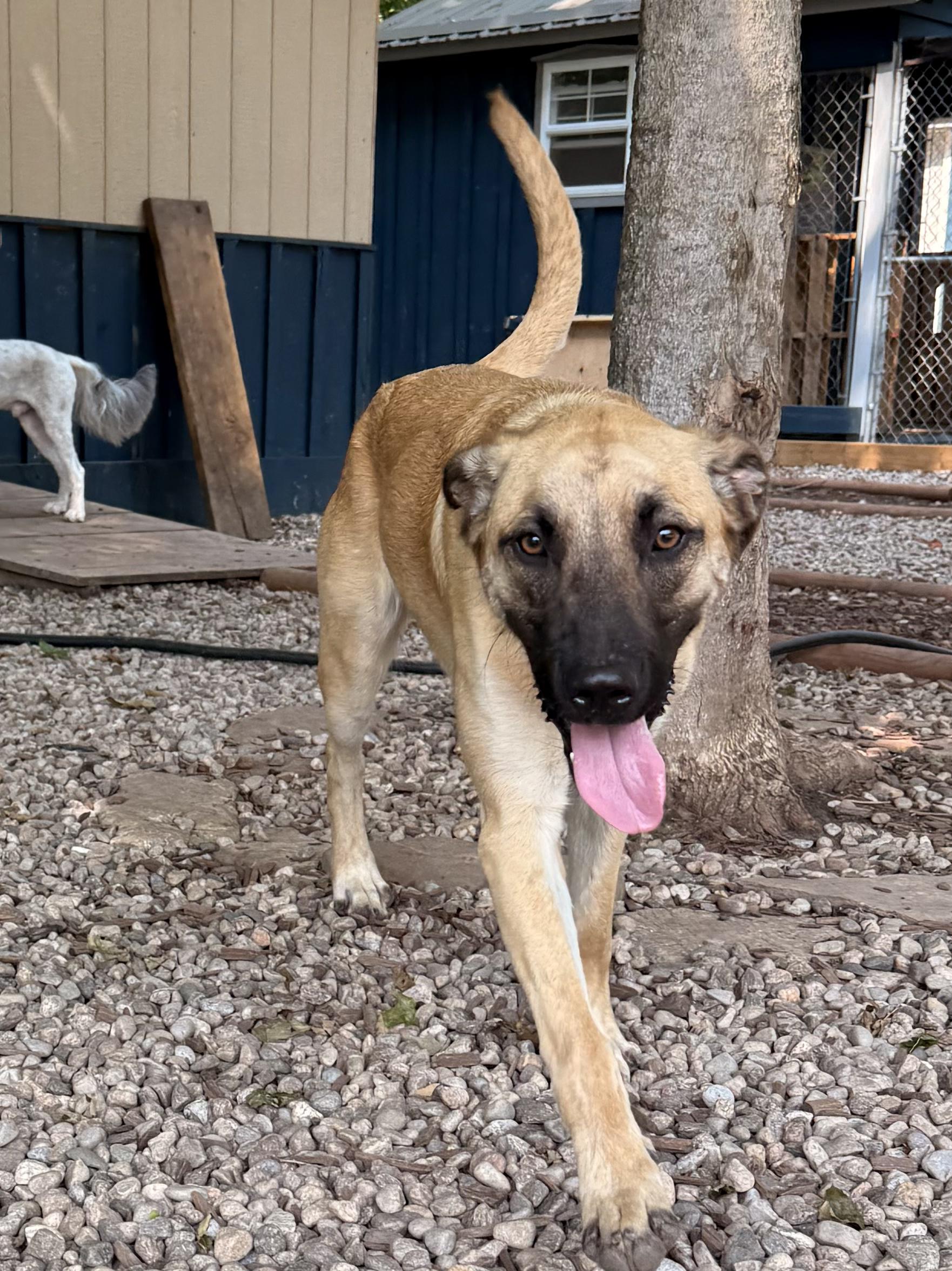 Freedom, a Adoptable mixed breed in Addison, ON image 4/6