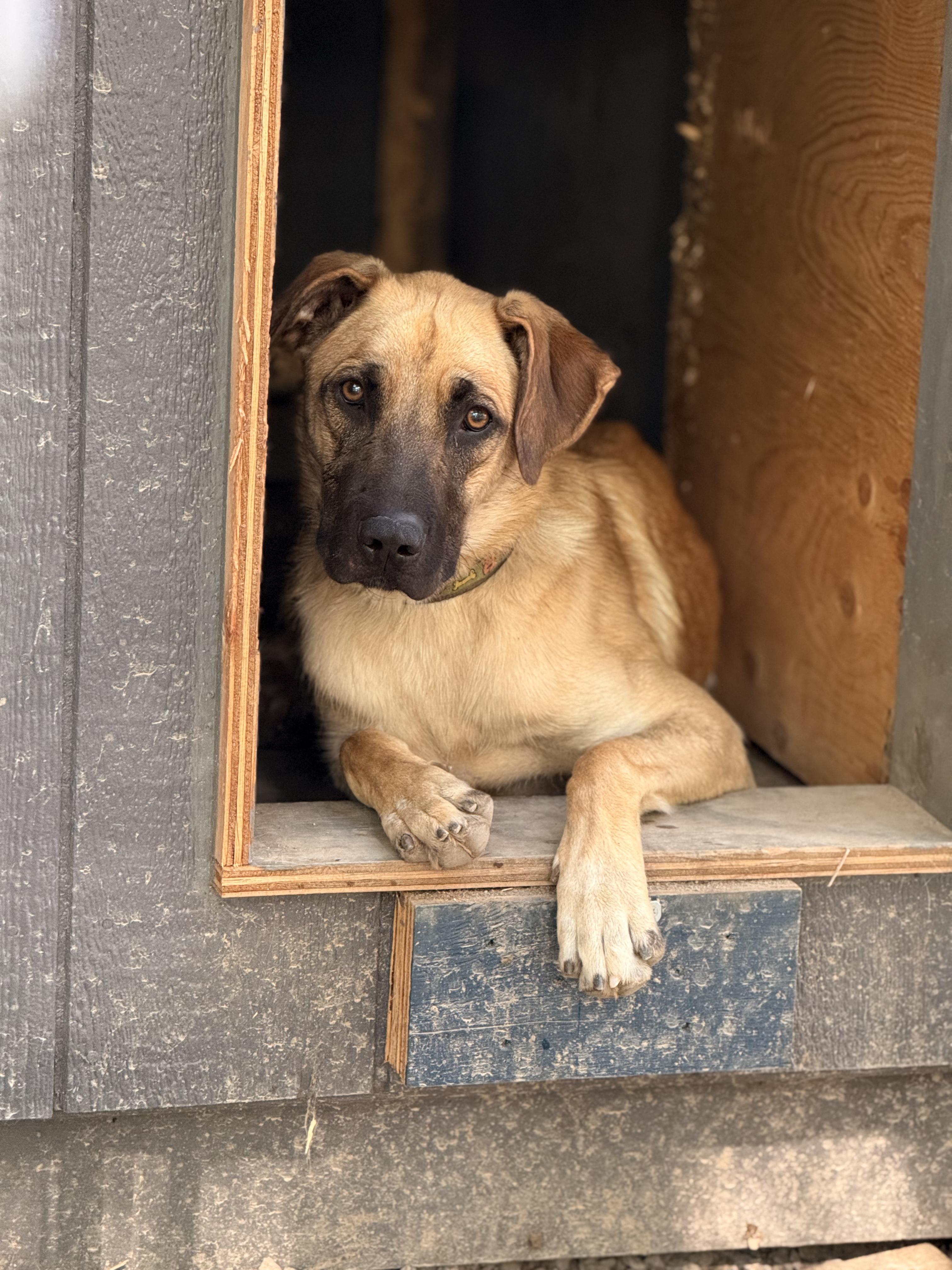 Freedom, Adoptable, Young Male German Shepherd Dog.