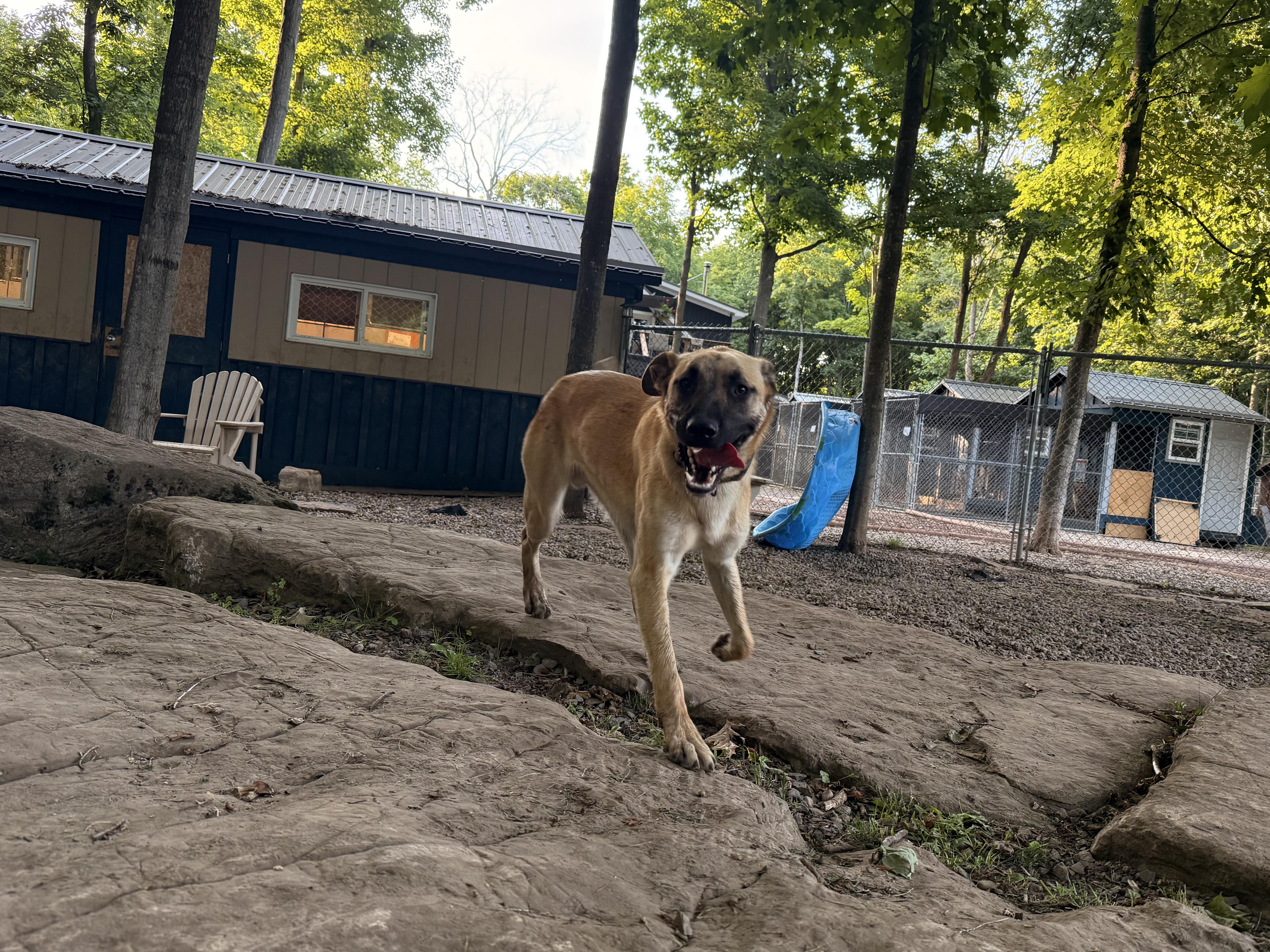 Freedom, a Adoptable mixed breed in Addison, ON image 5/6