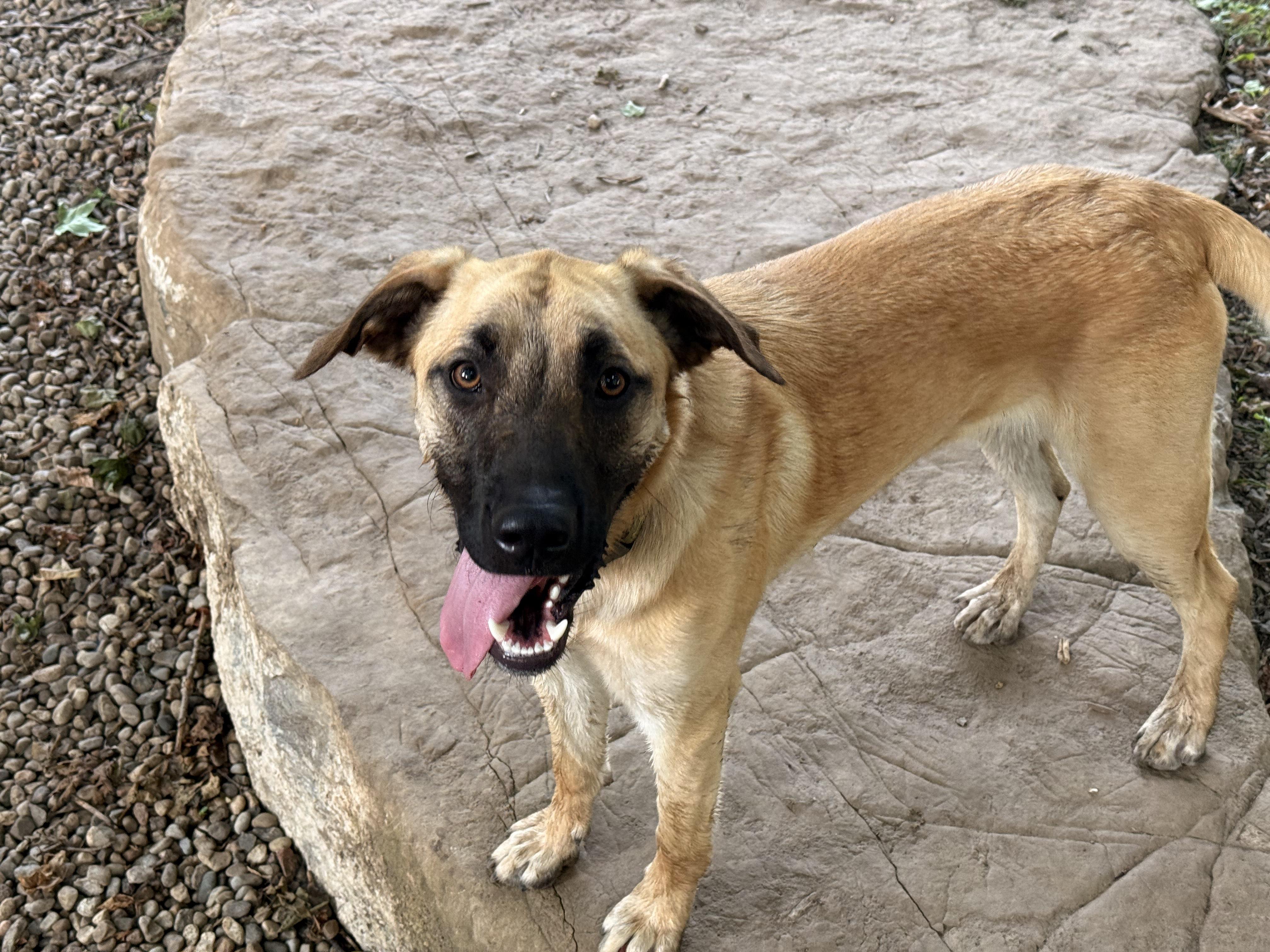 Freedom, a Adoptable mixed breed in Addison, ON image 6/6