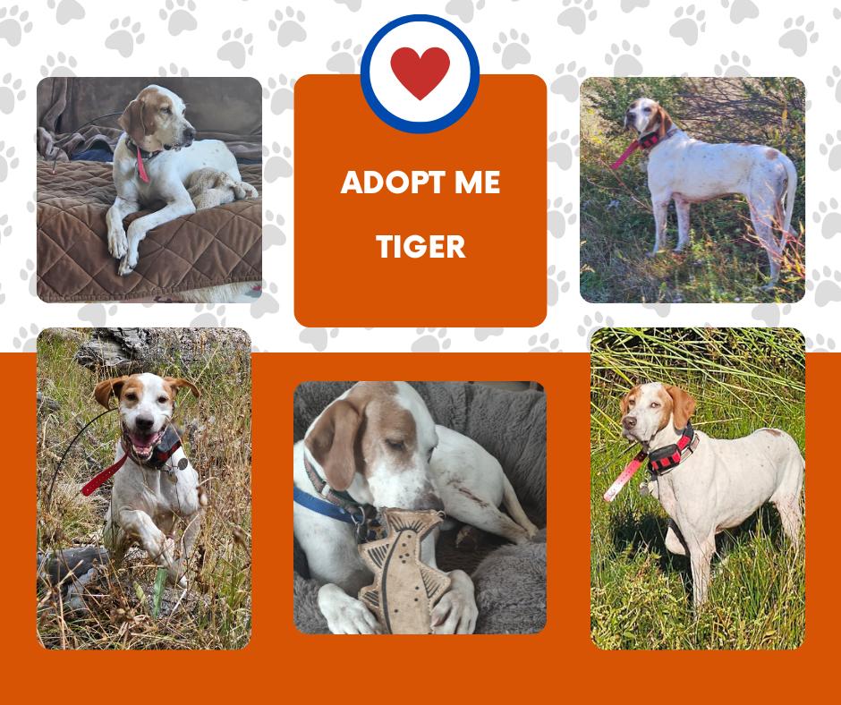 Tiger (CA), Adoptable, Senior Male English Pointer.