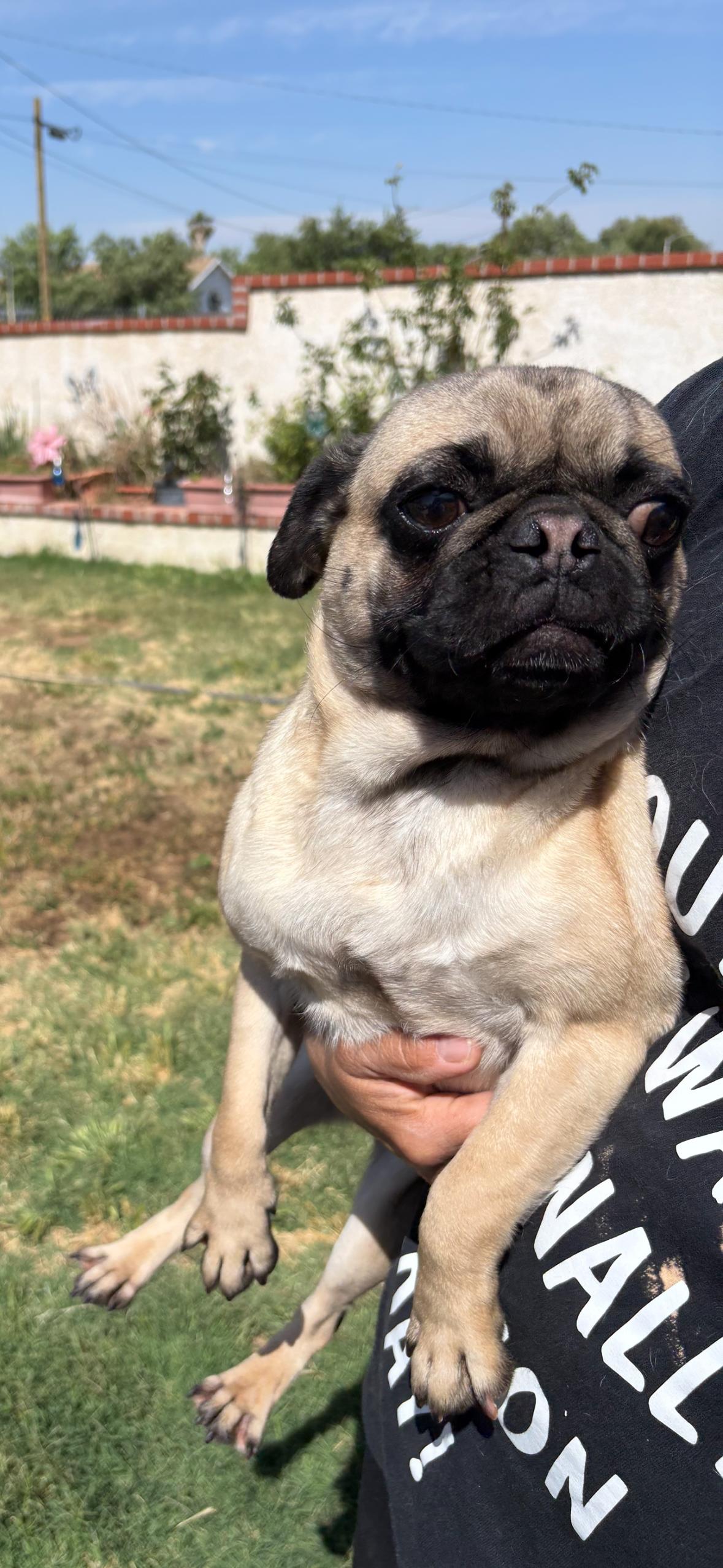 FRIDA, a ADOPTABLE Pug in Palmdale, CA image 1/4