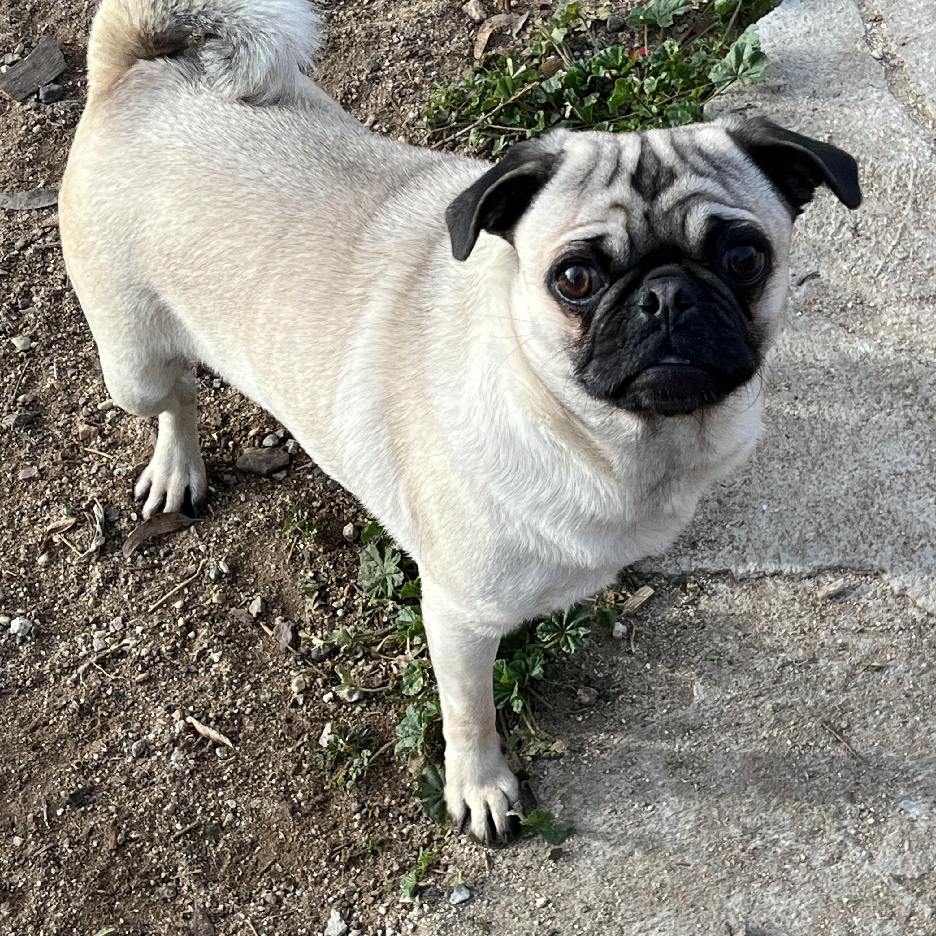Enlarge CAROLINA, a ADOPTABLE Pug in Palmdale, CA image 1/2