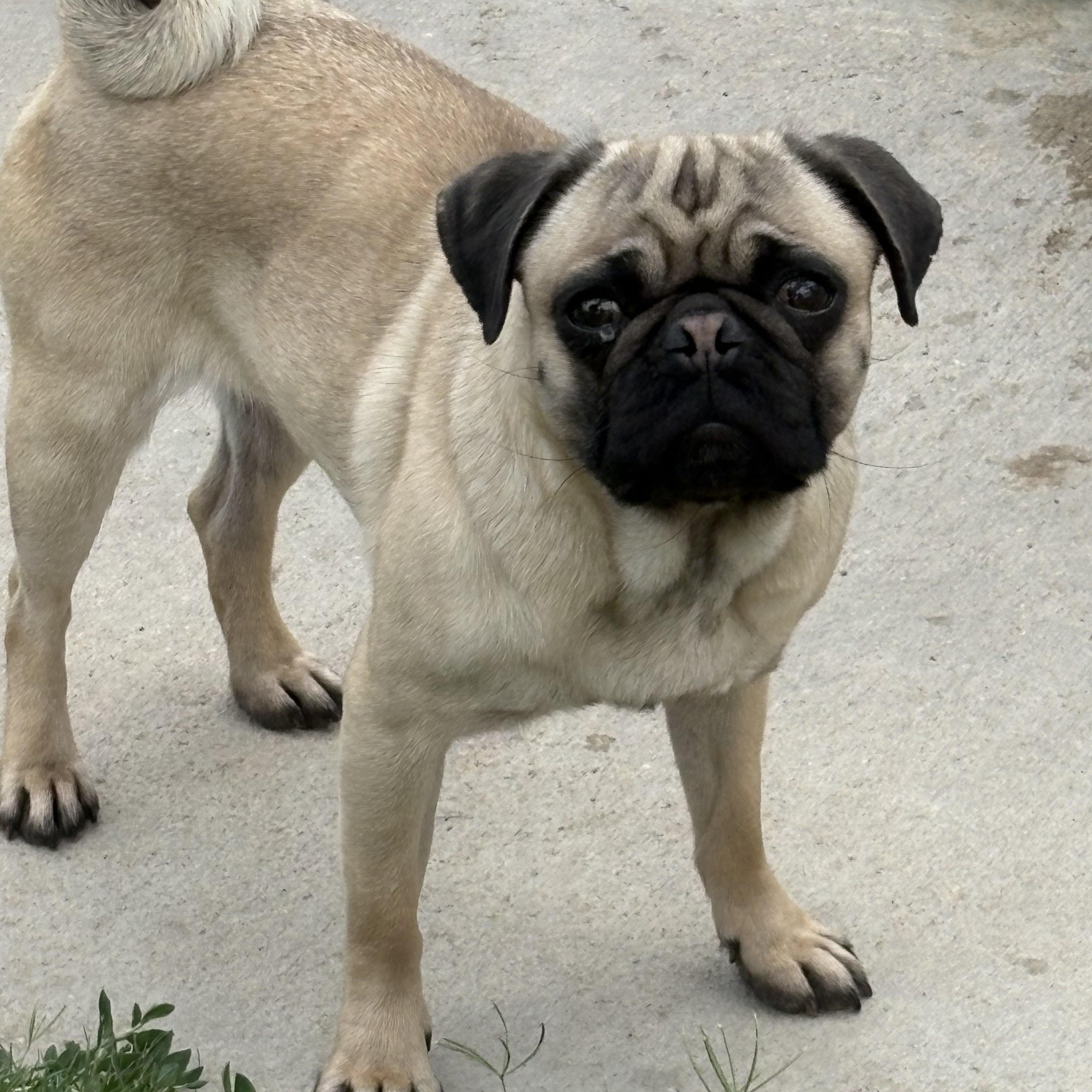 FRIDA, a ADOPTABLE Pug in Palmdale, CA image 2/4