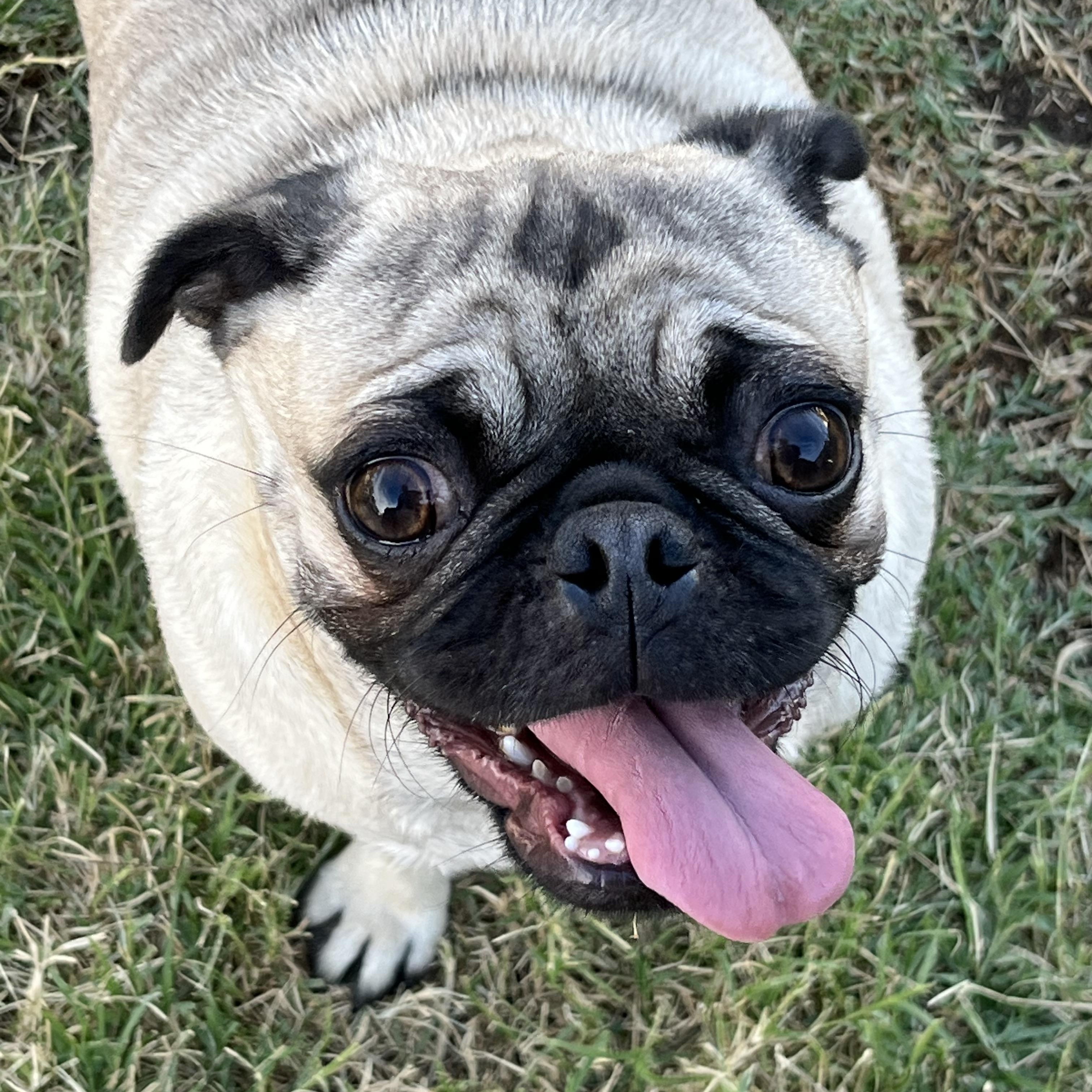Enlarge CAROLINA, a ADOPTABLE Pug in Palmdale, CA image 2/2