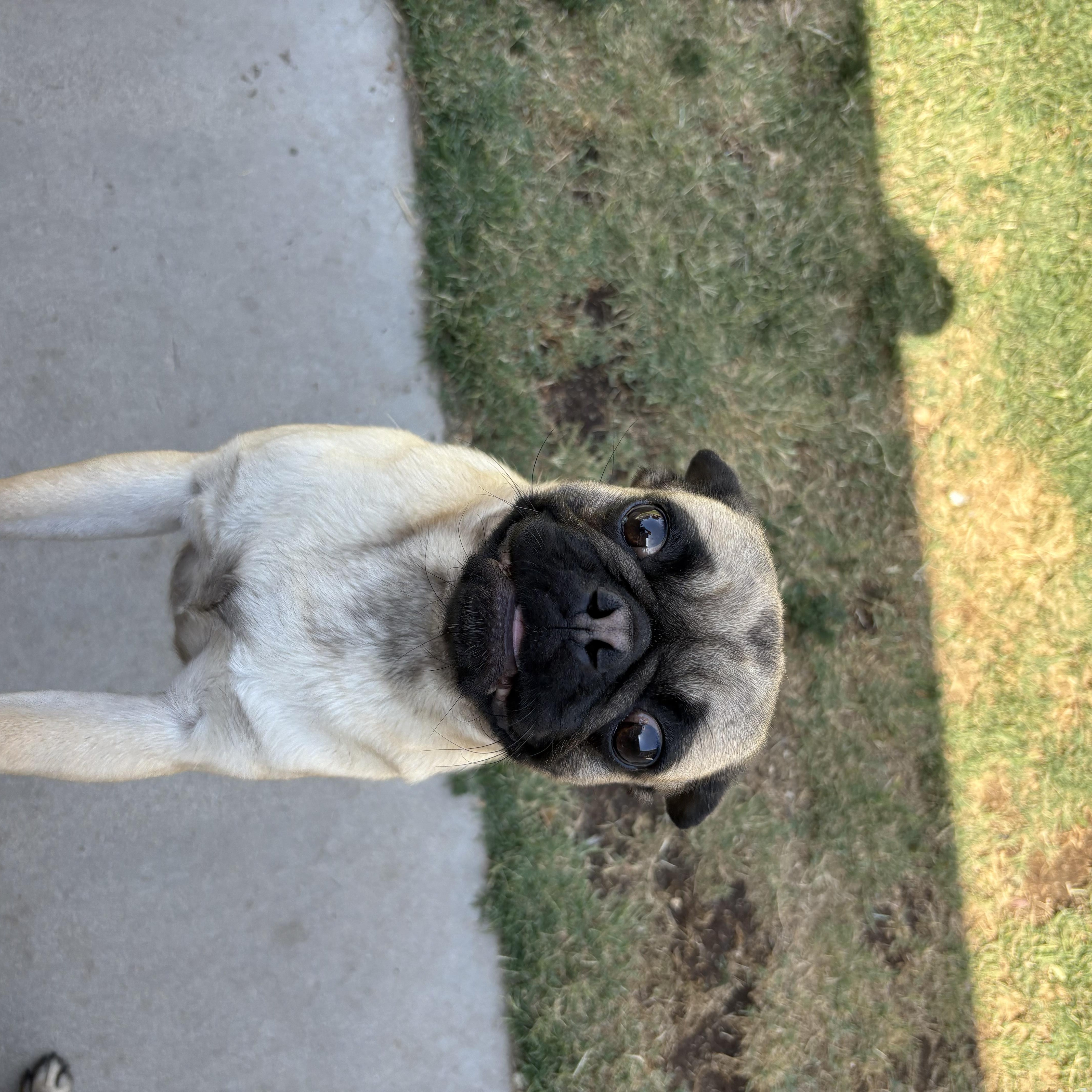 FRIDA, a ADOPTABLE Pug in Palmdale, CA image 4/4