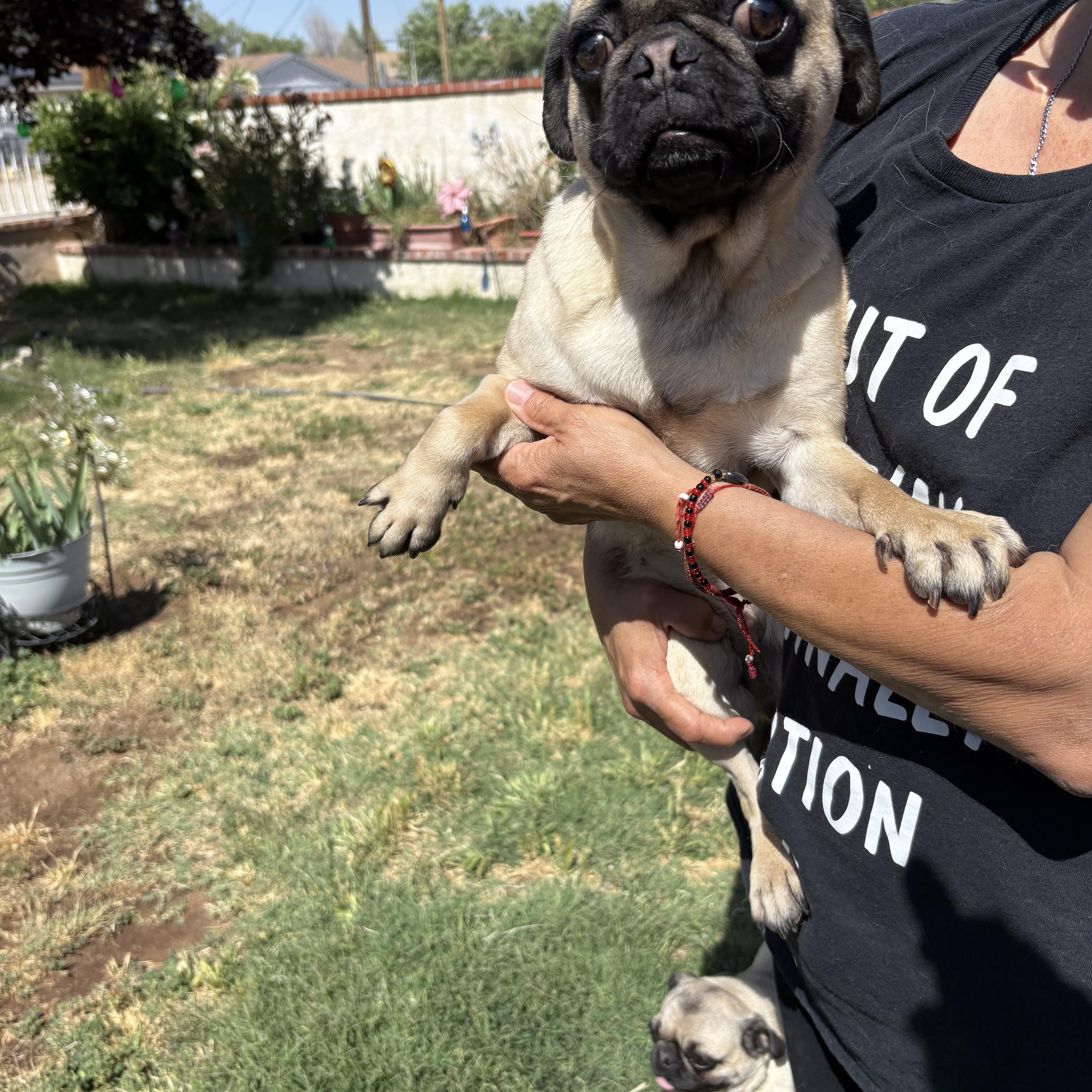 FRIDA, a ADOPTABLE Pug in Palmdale, CA image 3/4