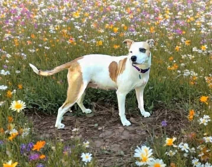 Enlarge Ellie, a Adoptable mixed breed in Shawnee, OK image 1/2