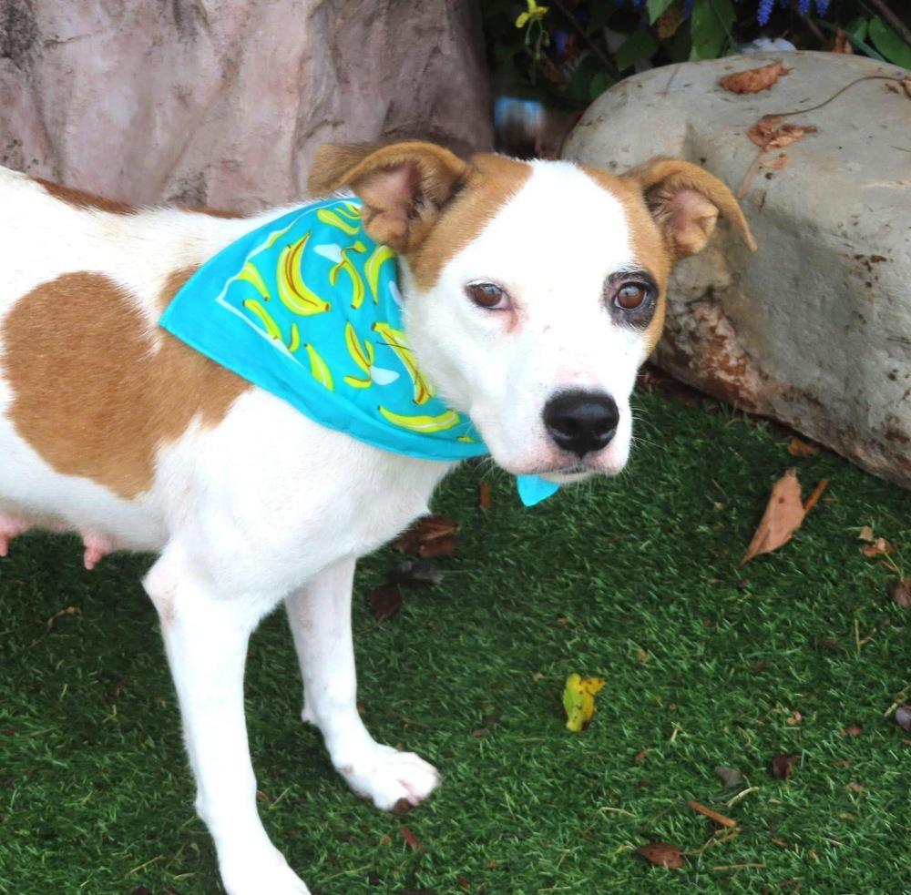 Enlarge Ellie, a Adoptable mixed breed in Shawnee, OK image 2/2