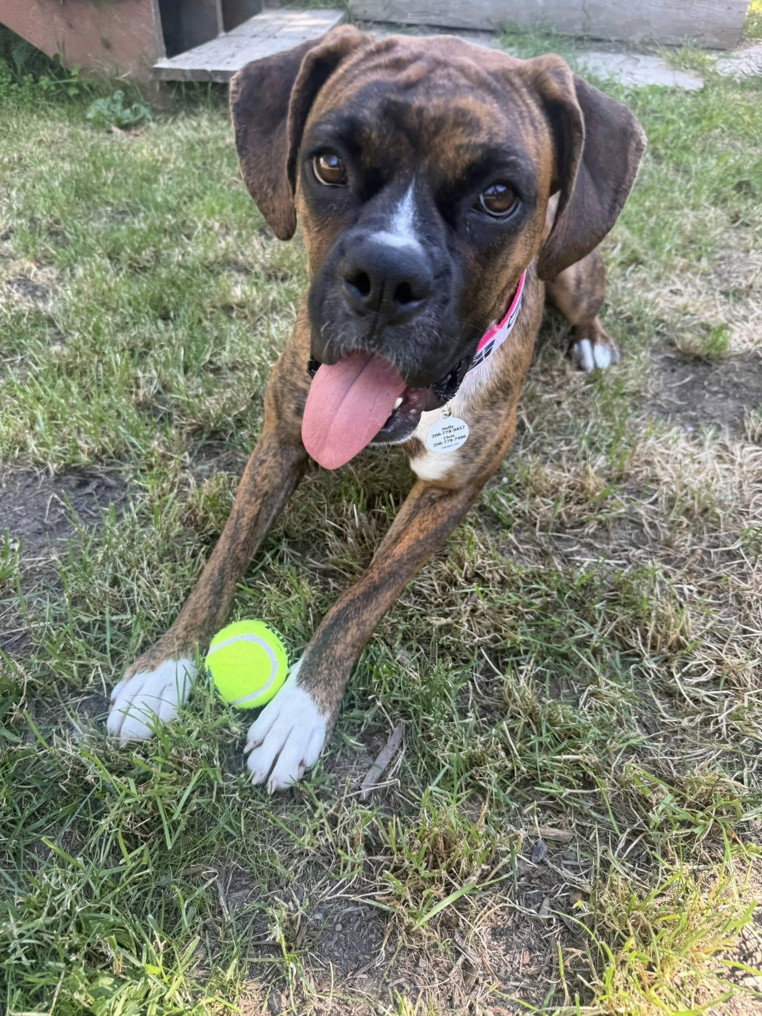 Pretzel, Adoptable, Adult Female Boxer.